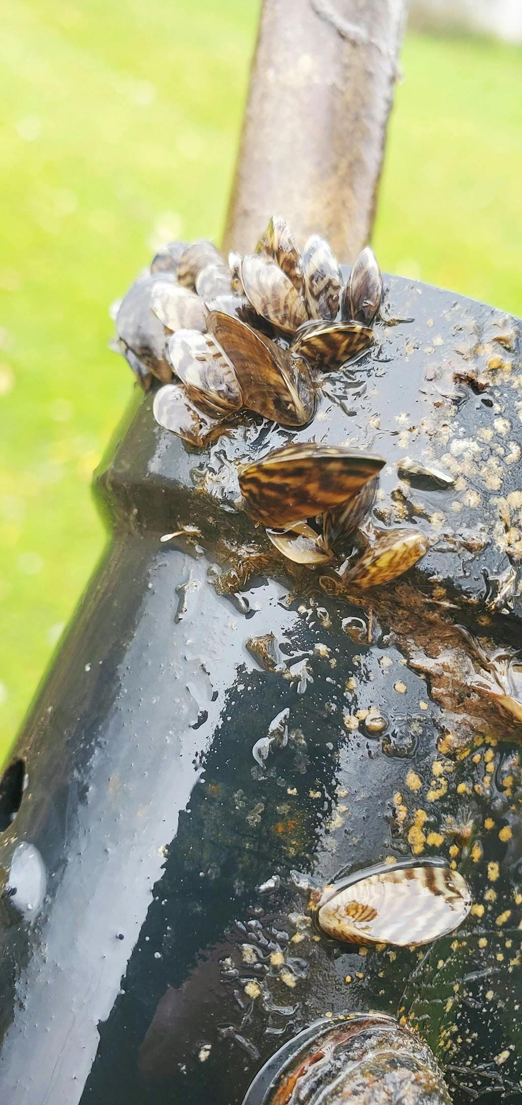 Zebra Mussels