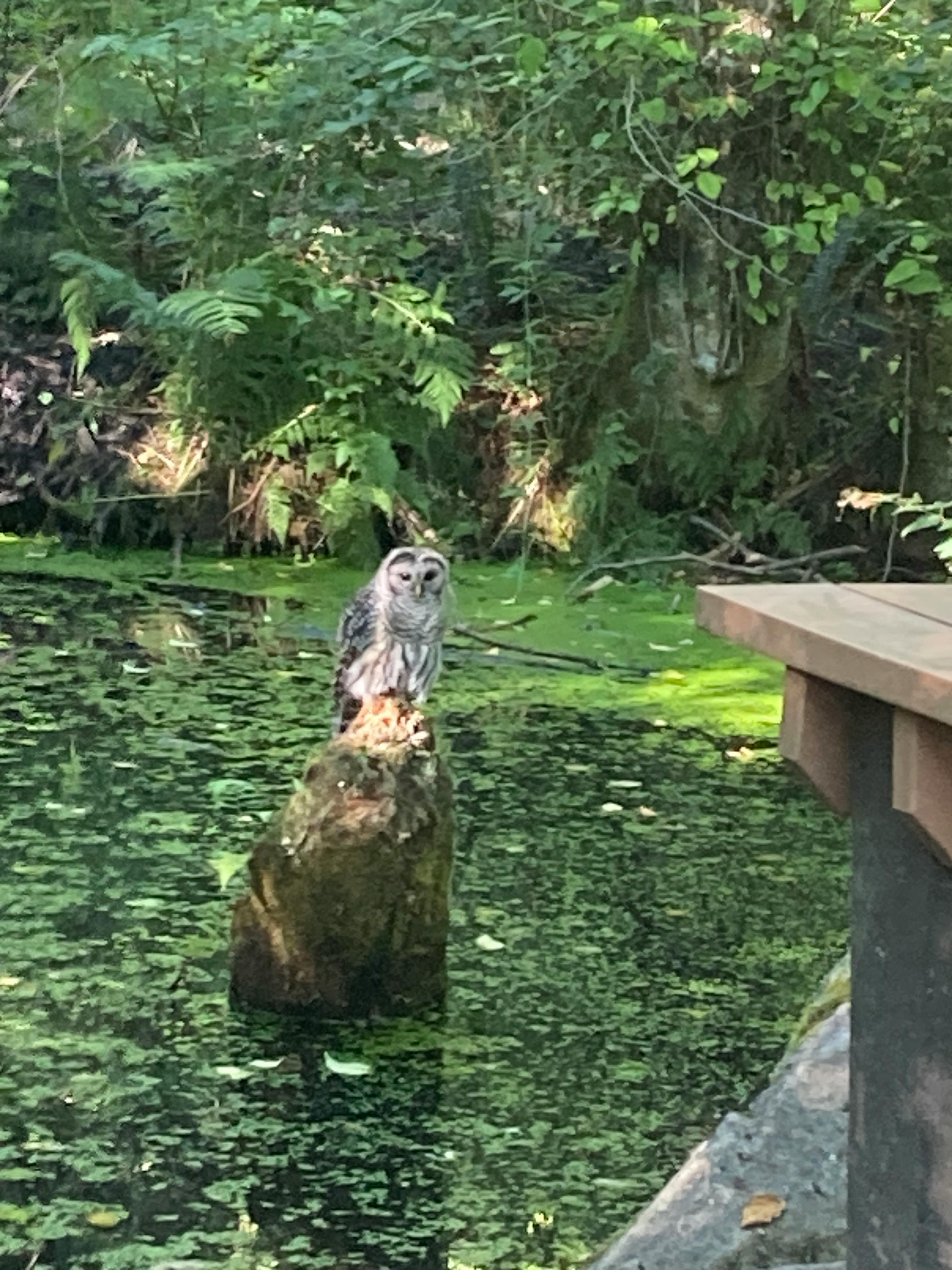 Doug Pringle - Adult