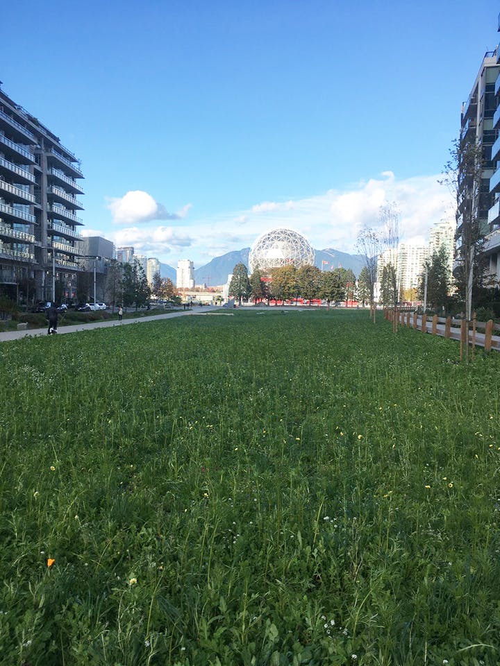 East Park Temporary Pollinator Meadow north view (Fall 2020)