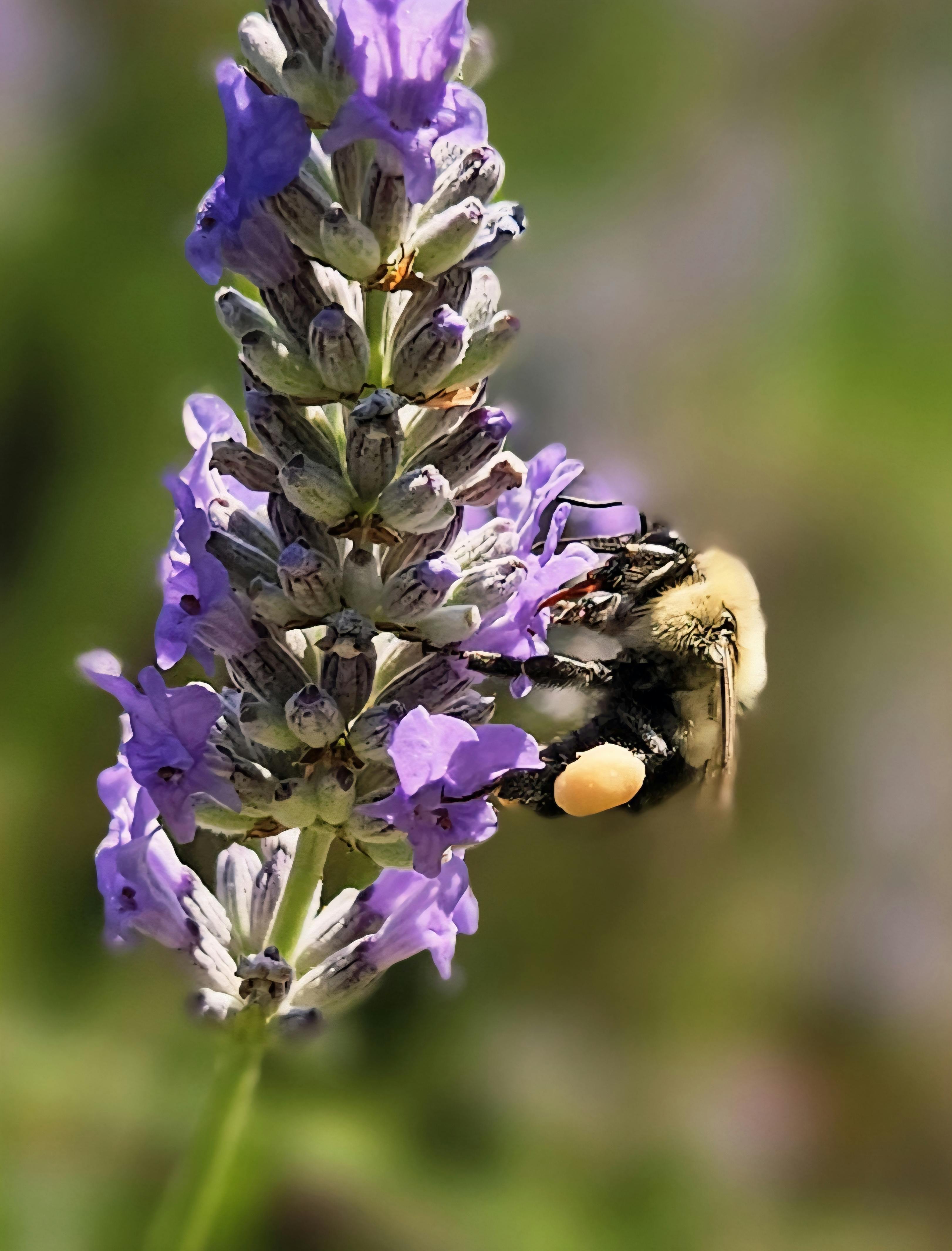 Heather Fuhrman - Adult