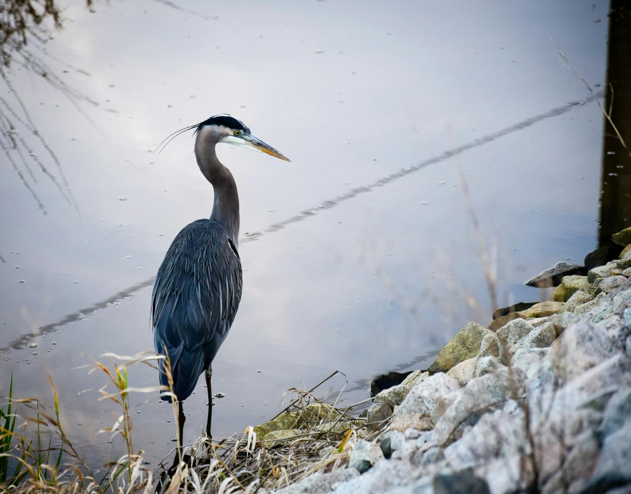 Hafeez Mian - Great Blue Heron (Staff)