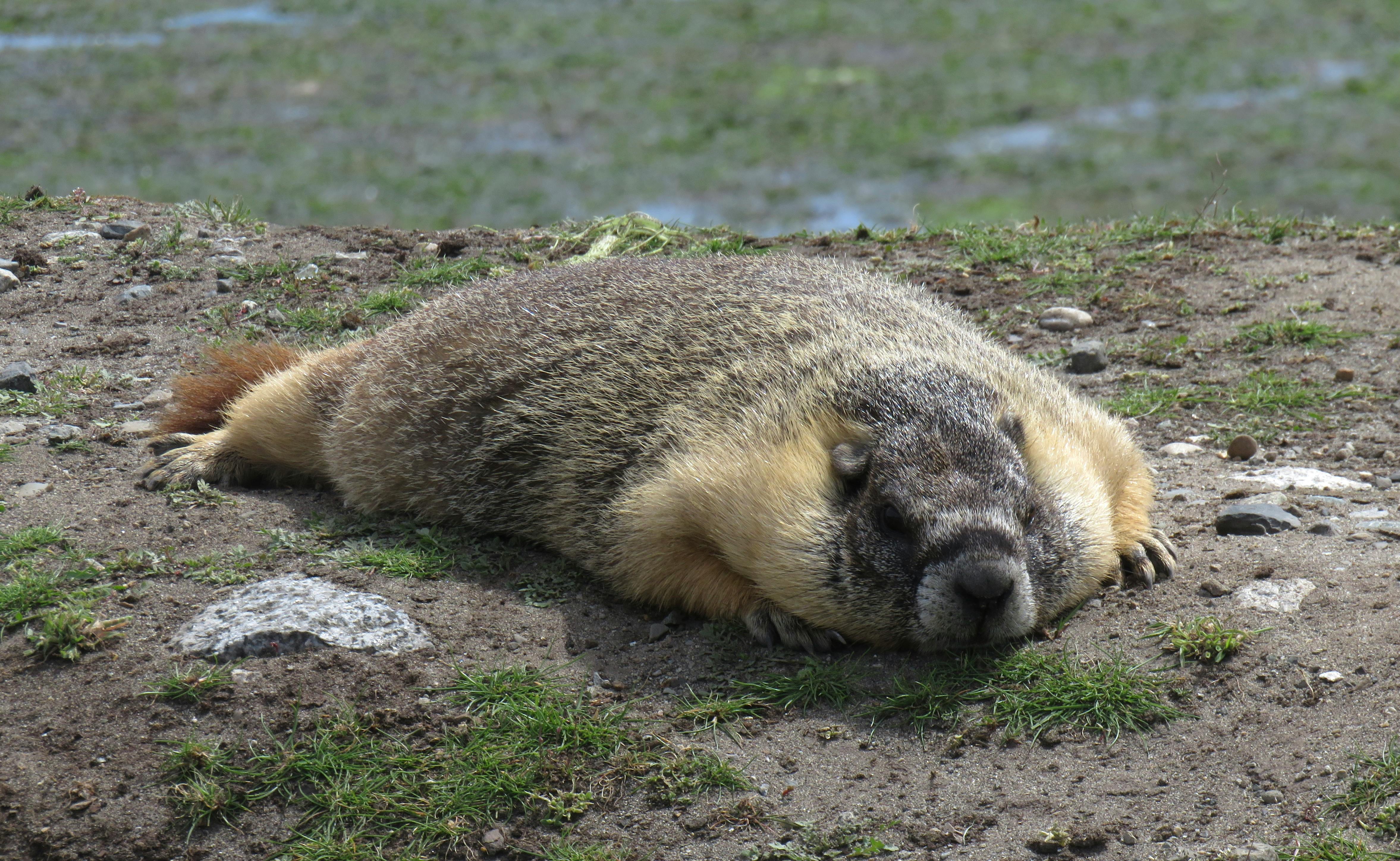 Finn Germaine - Adult