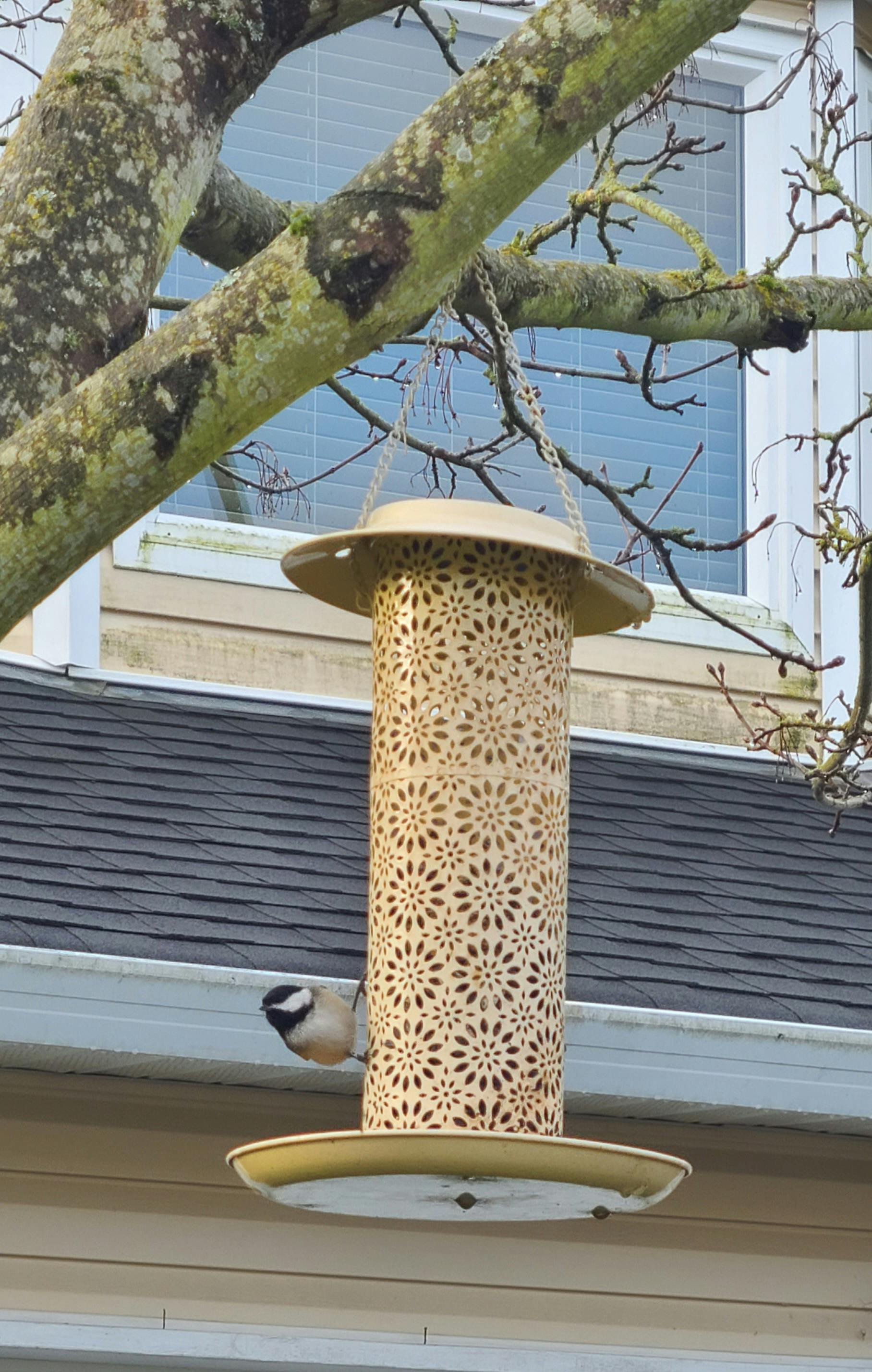 Jennifer Sveinson - Adult