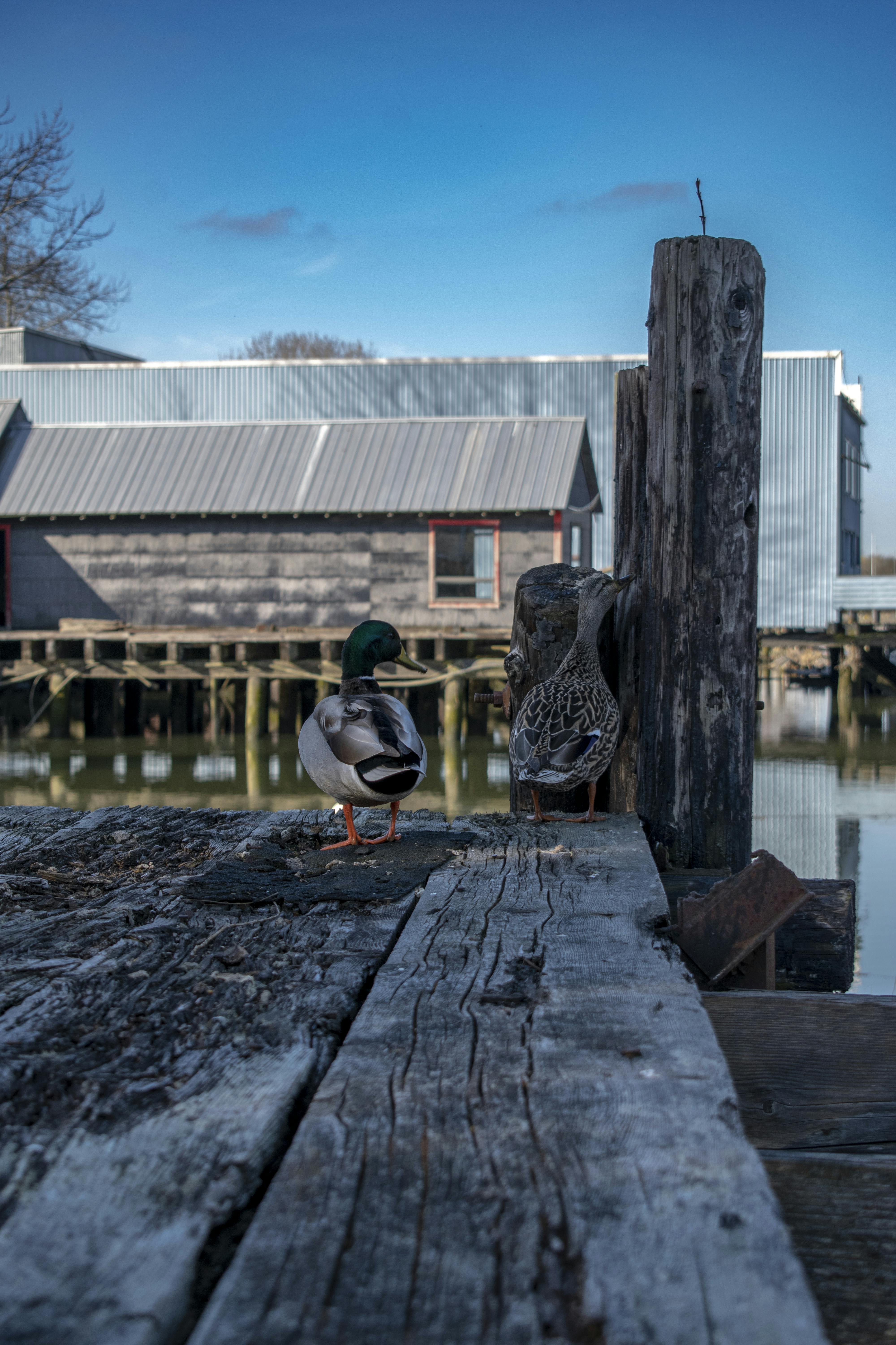 Ladner Ducks on a Dock 