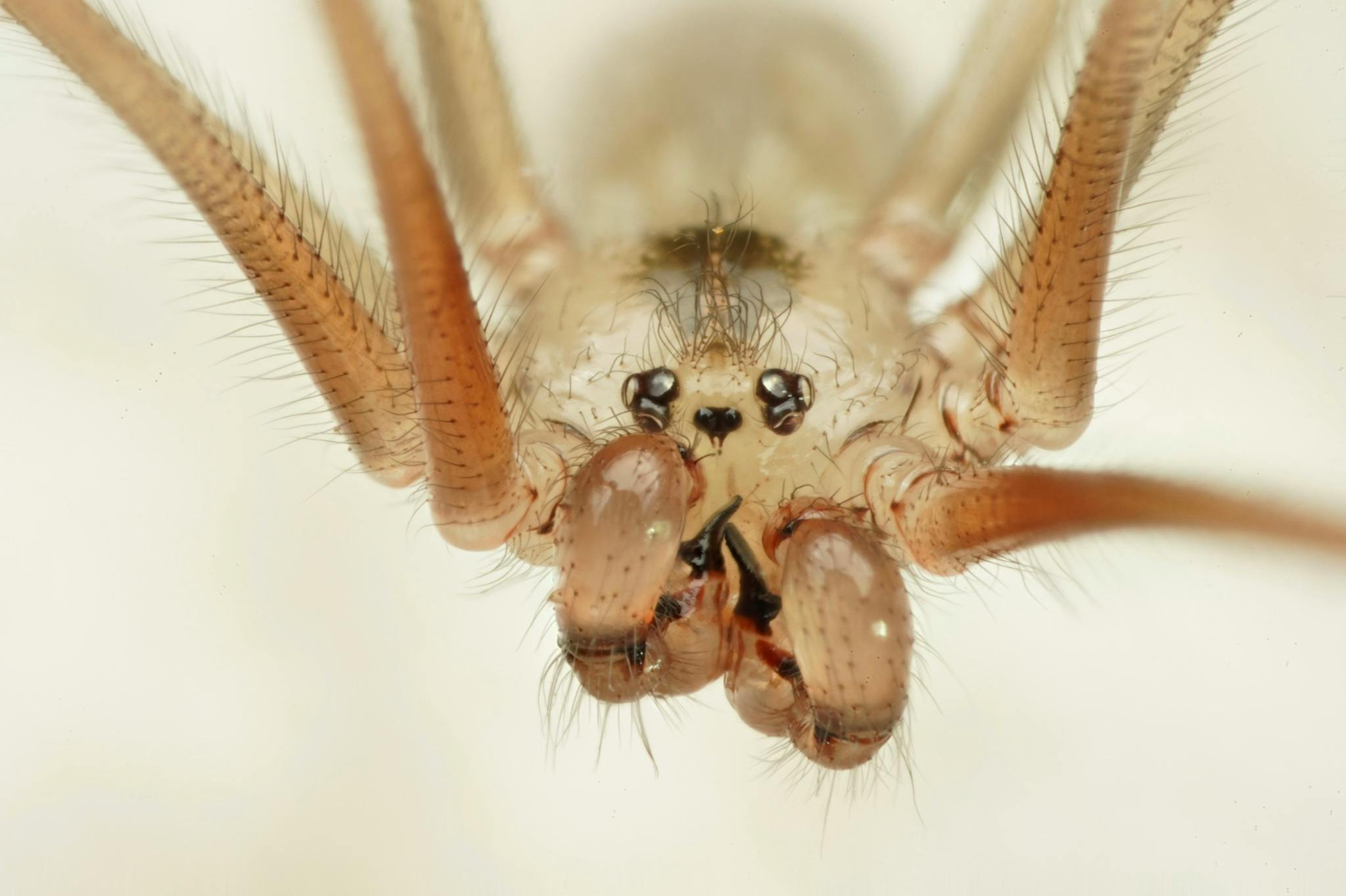 Josiah Smith - Youth