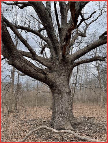 White Oak (228 yrs old)