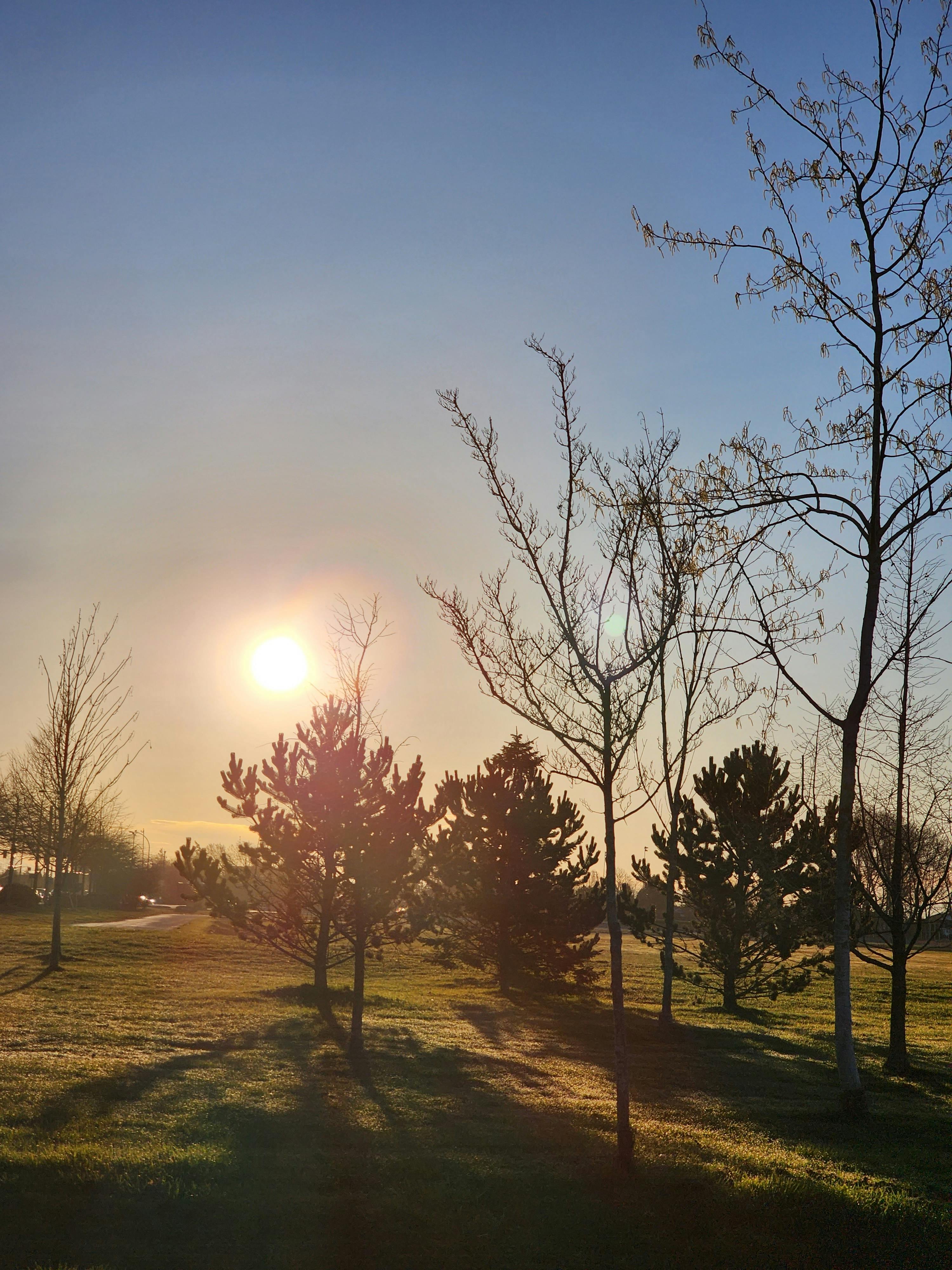 Sunrise Heartily Glows Over the Pine Trees at Patterson Park