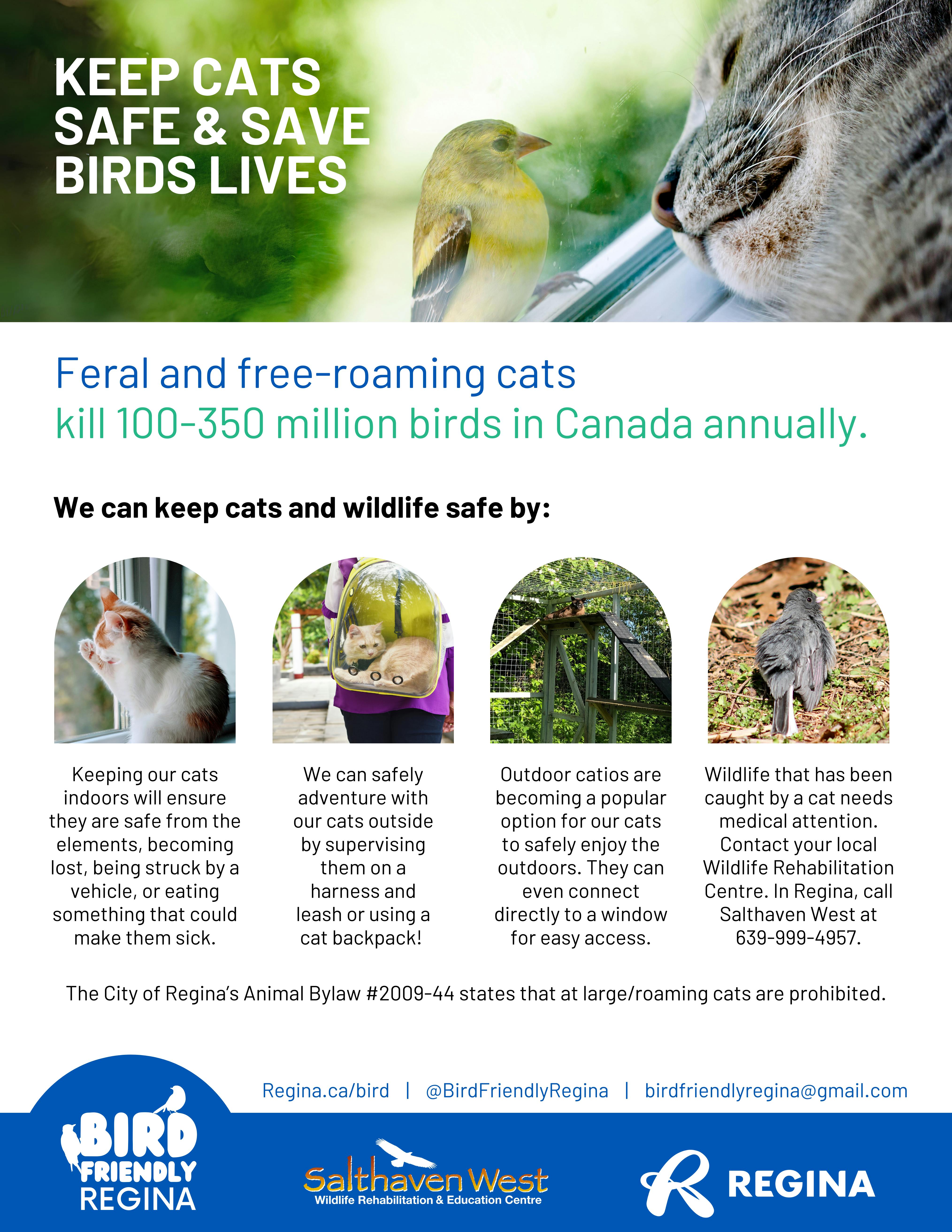 Cats & Birds - BFR.png