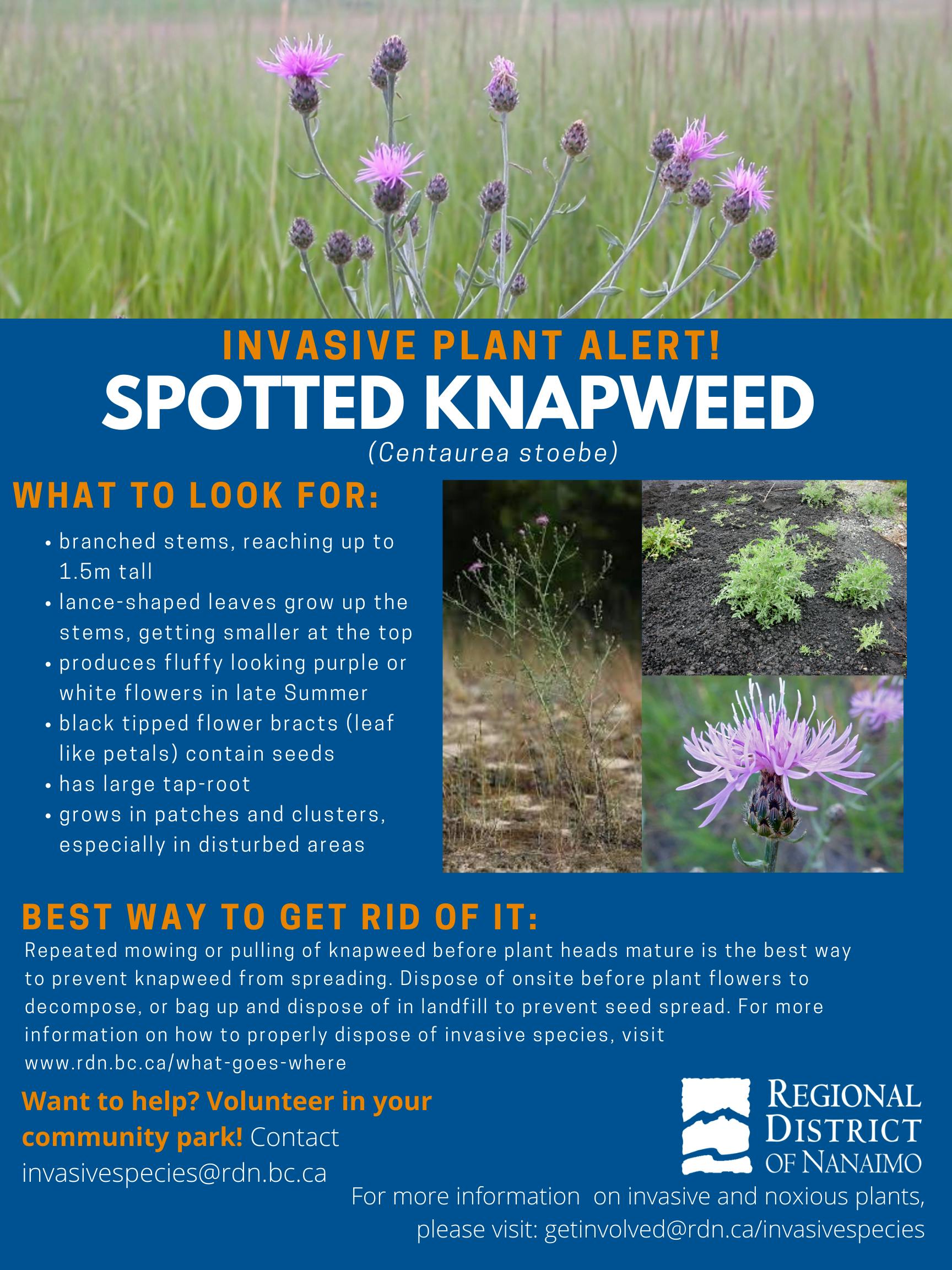 Invasive Plant Alert Spotted Knapweed
