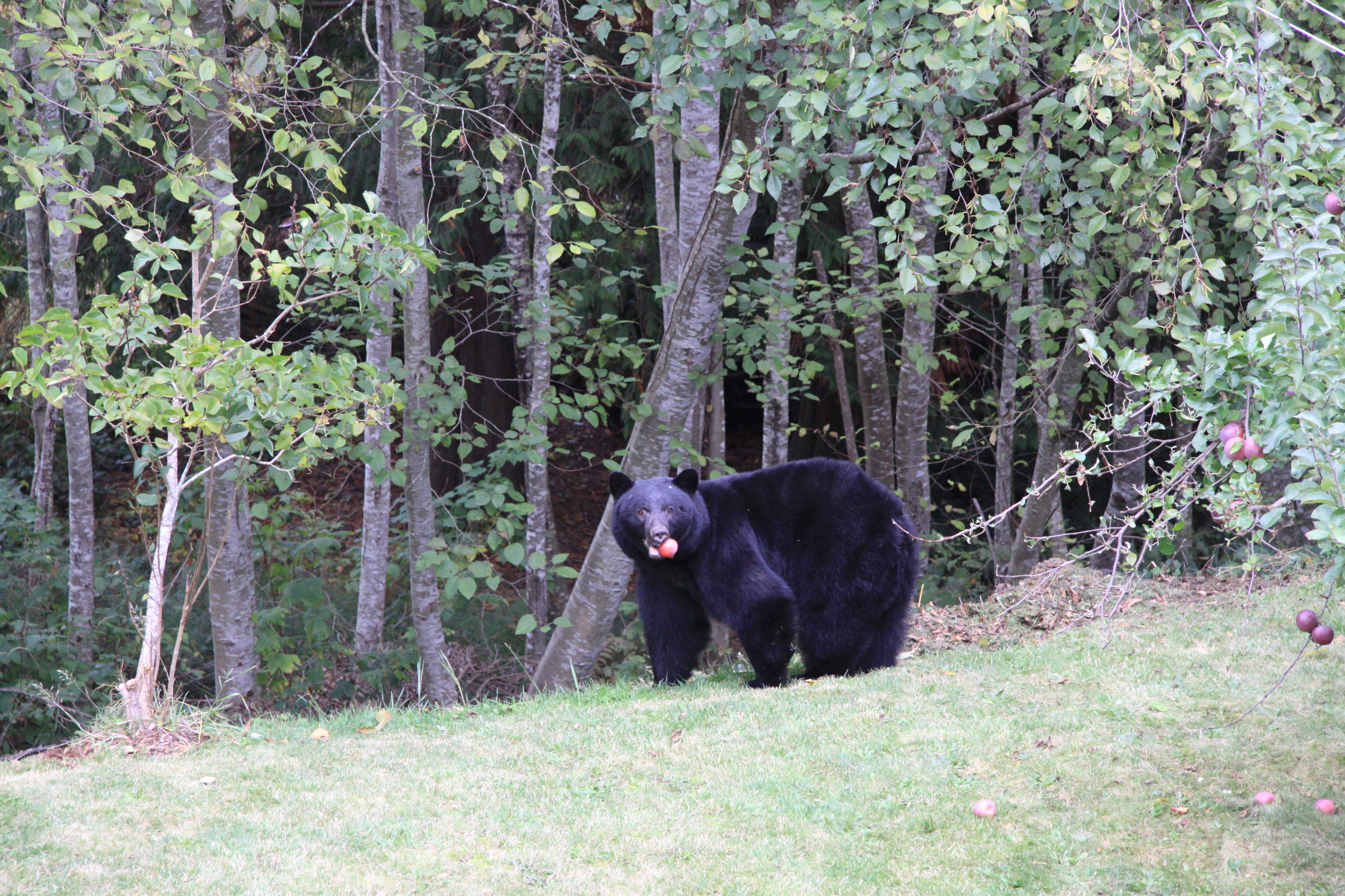 Apples Feed the Hungry