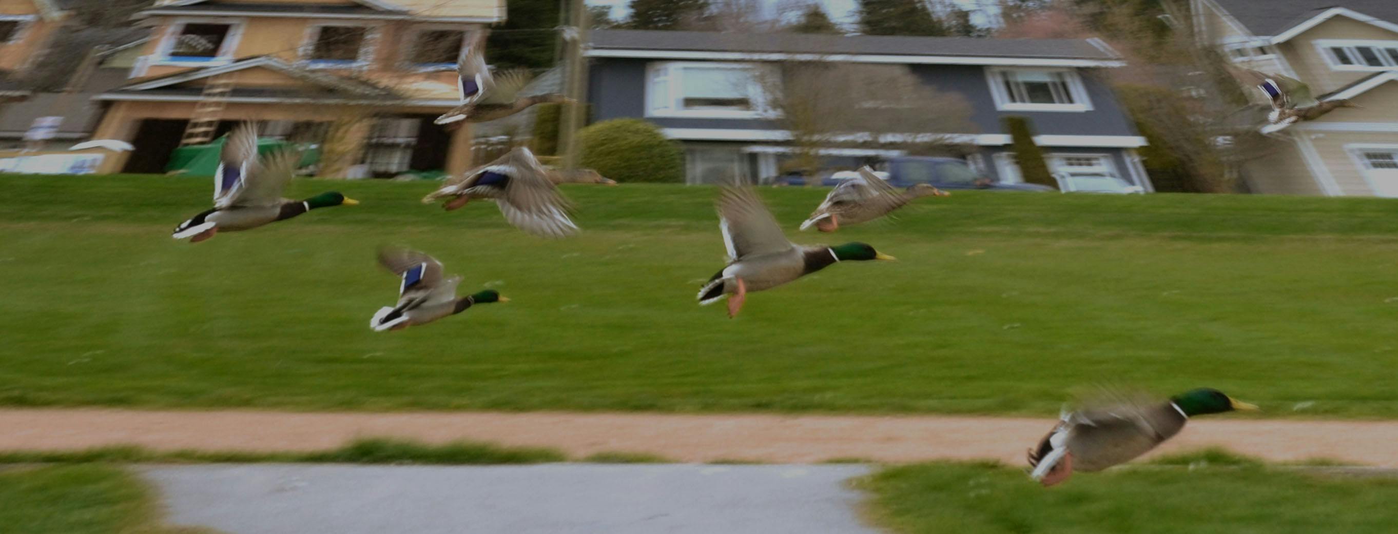 Run Away Ducks 