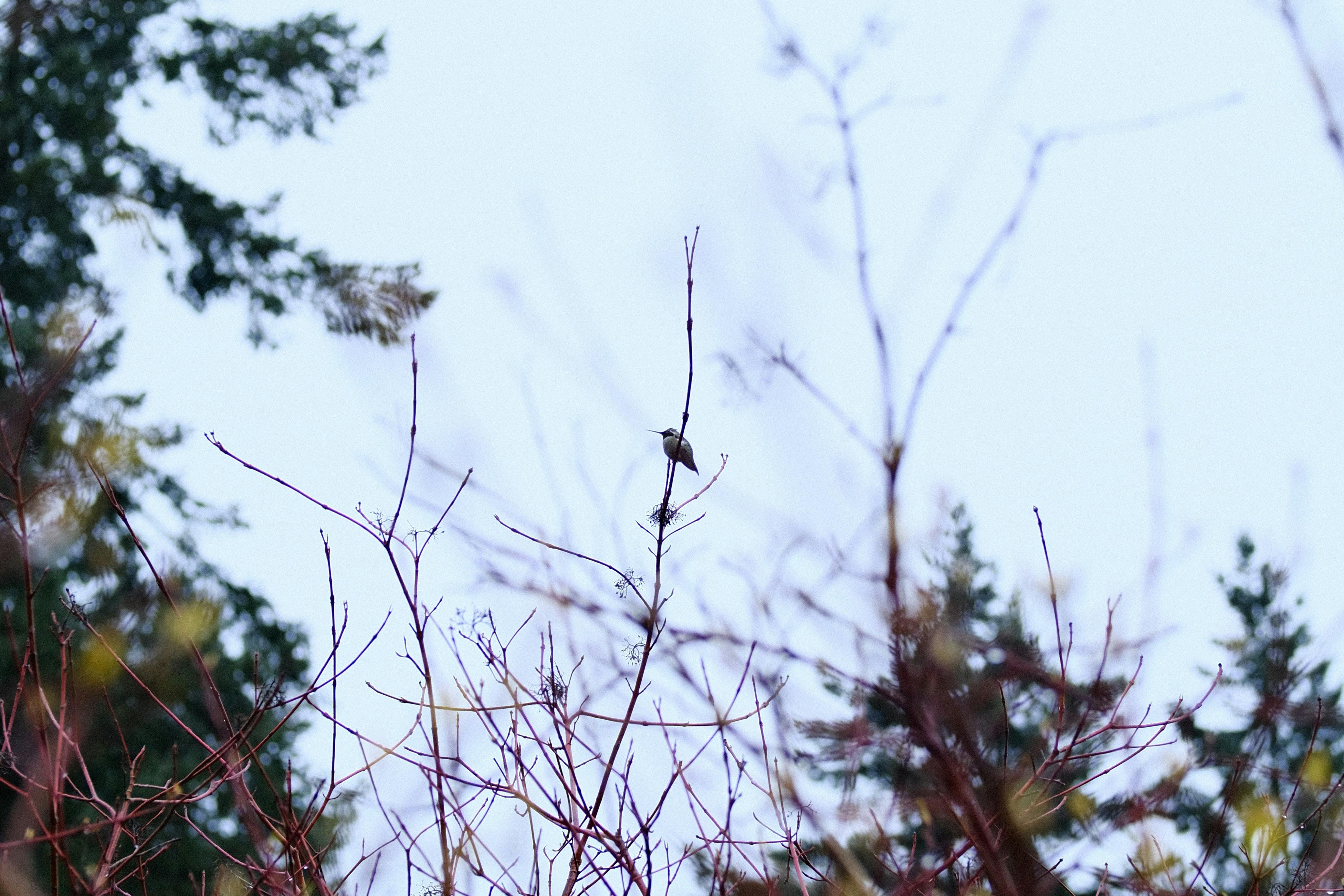 Rafael Piczon - Adult