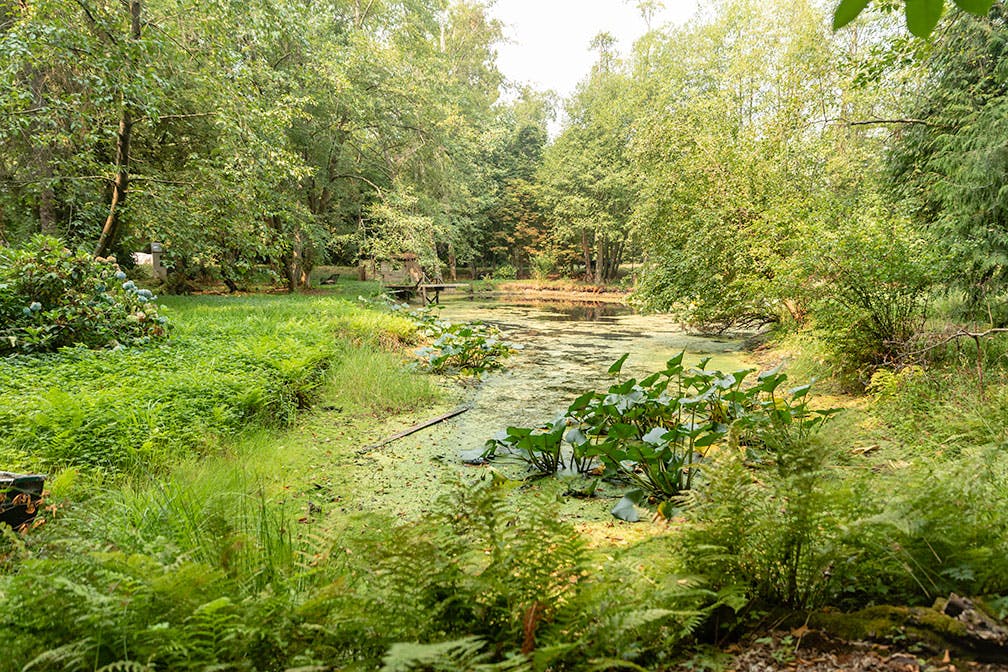 Pond with lush vegetation