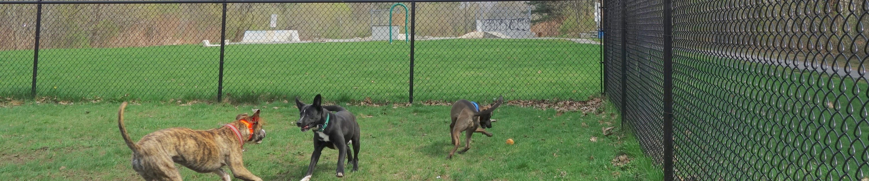 Decorative image of three dogs playing in a fenced-in off-leash area. 