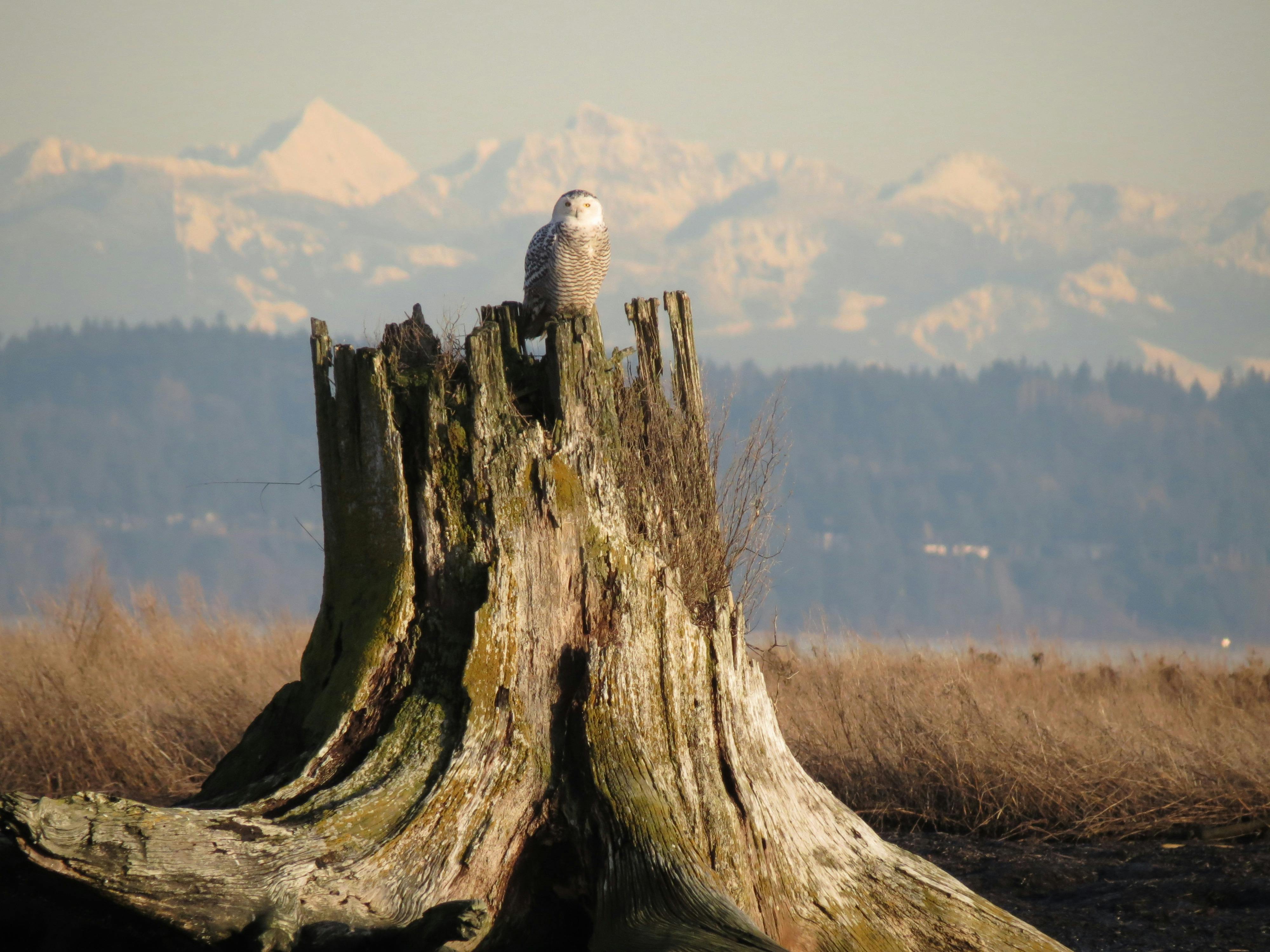 Marlene Akerman - Adult