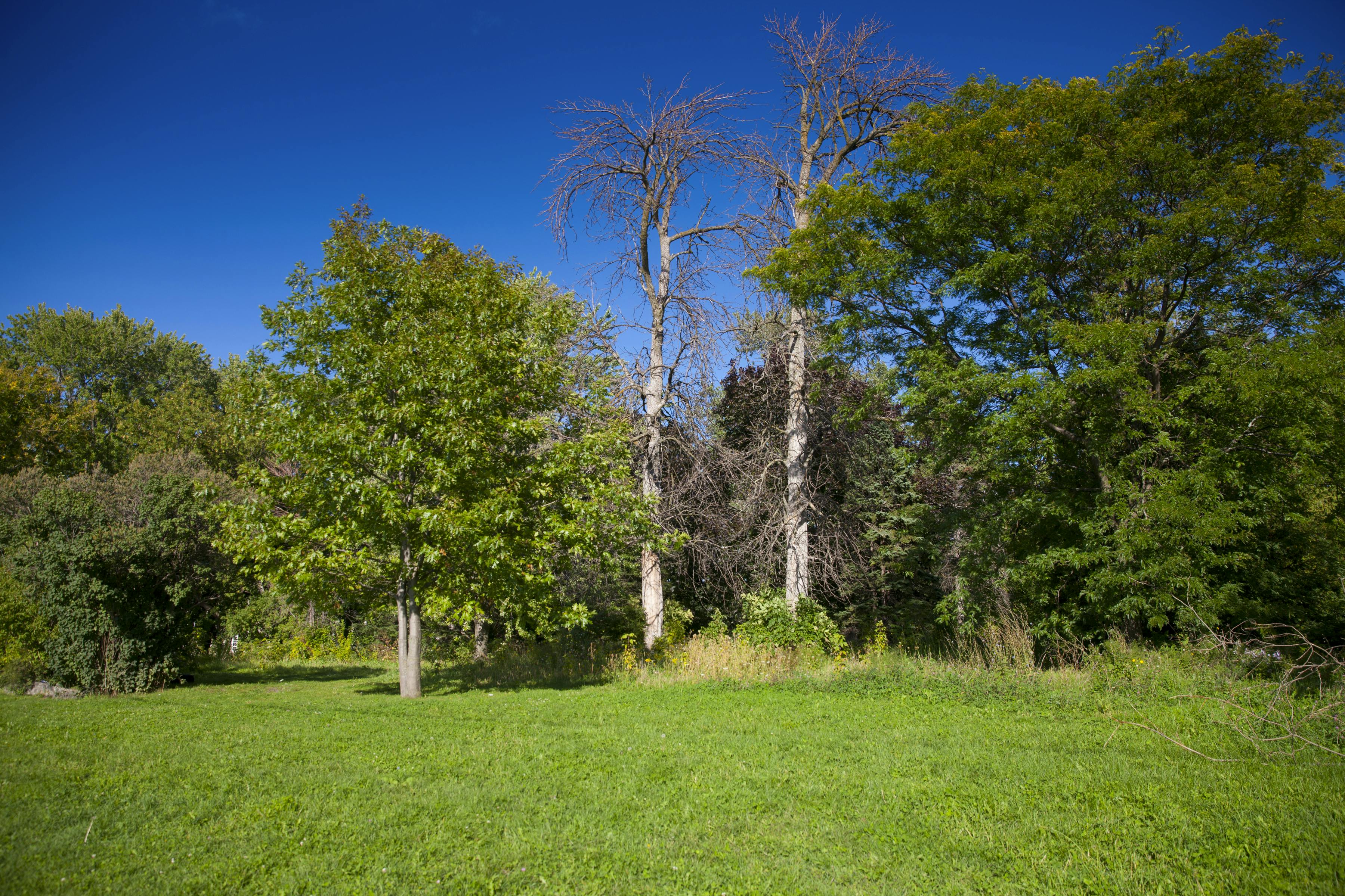 Vegetation on the site