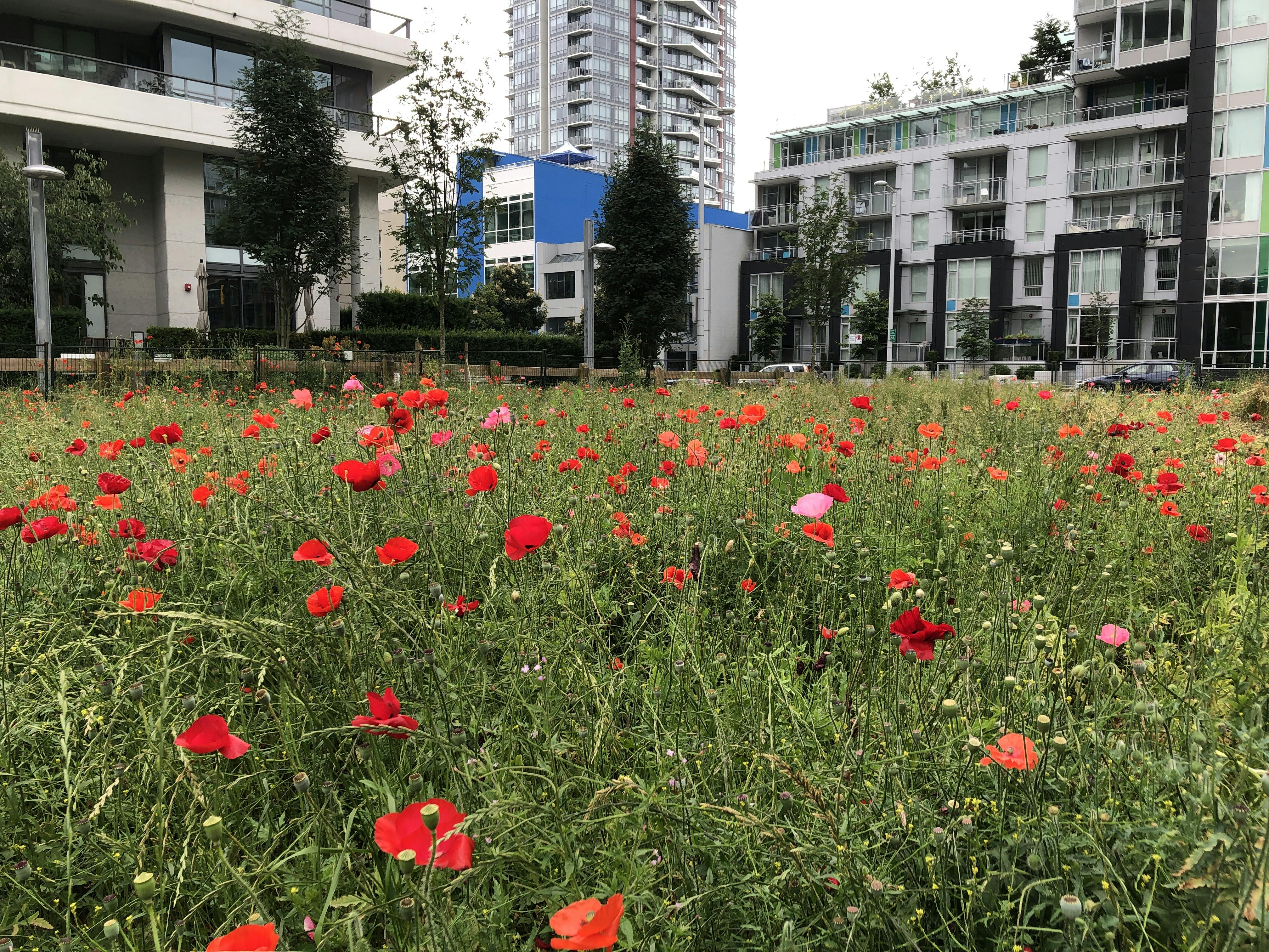 East Park Temporary Pollinator Meadow - July 15, 2022
