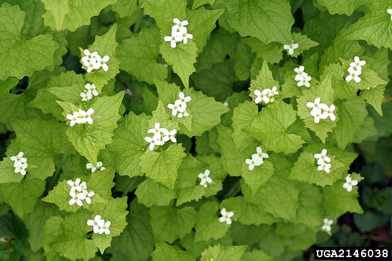 Garlic Mustard 