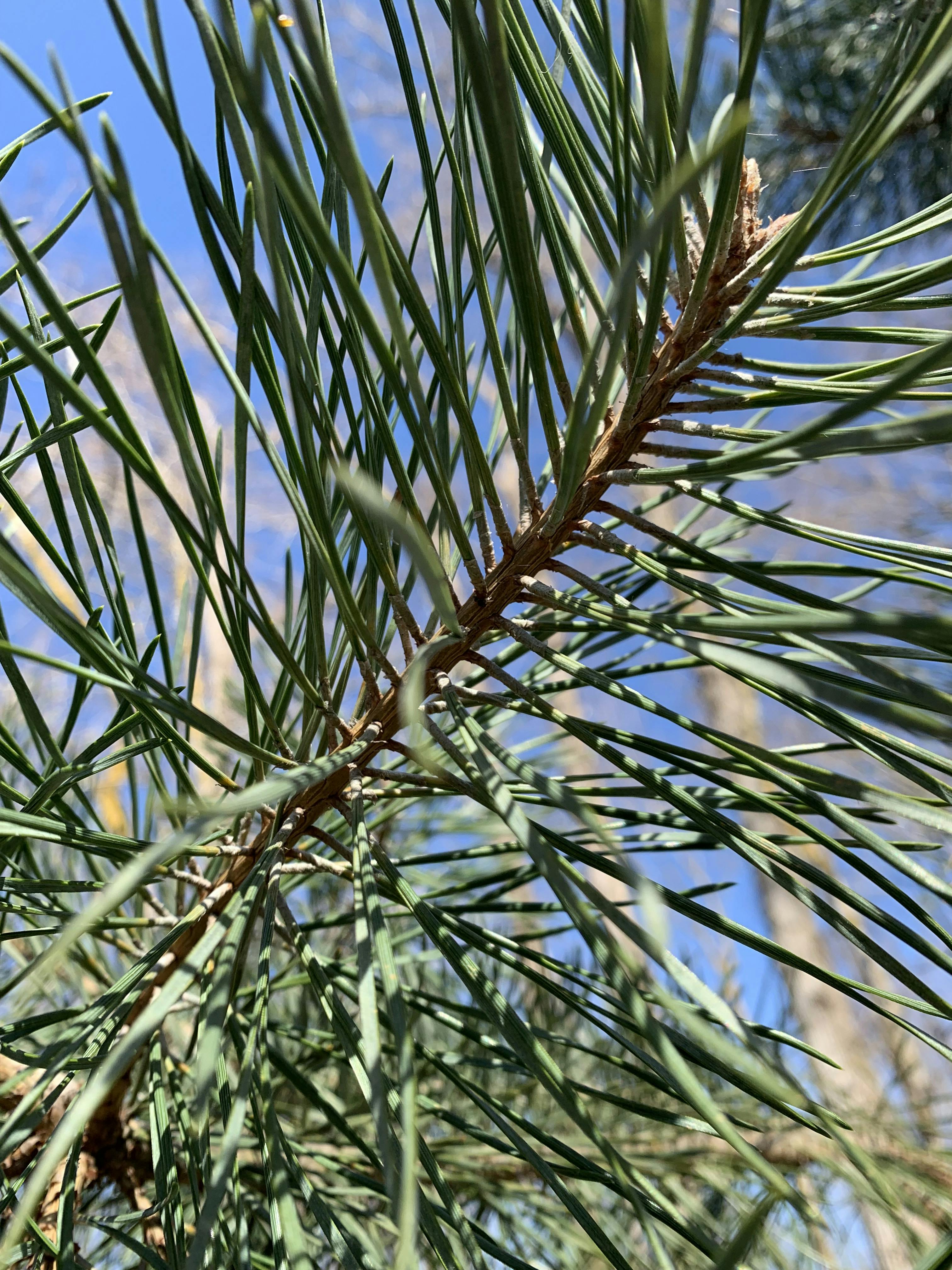 Keep Tsawwassen Green