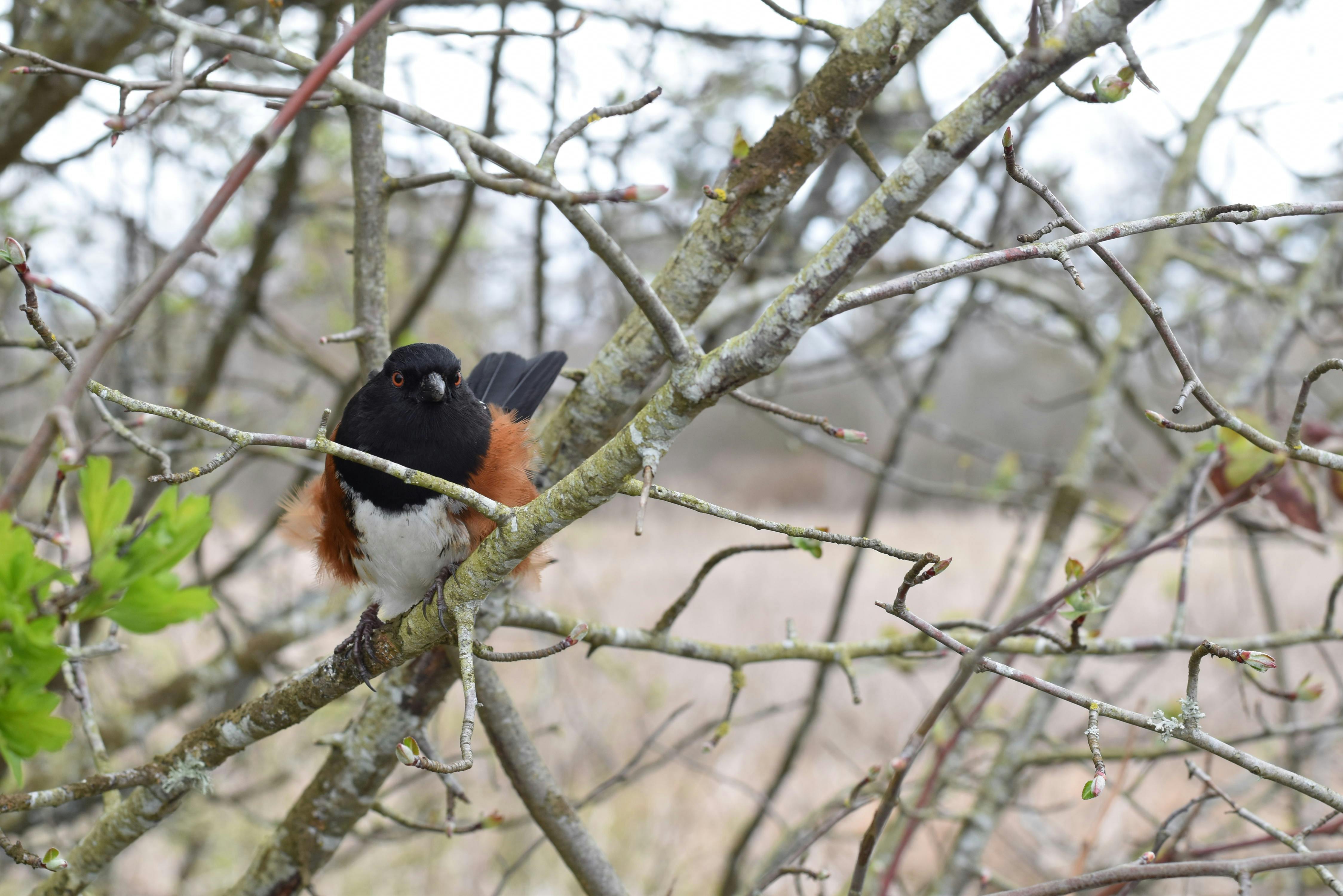 Griffin Hood - Adult