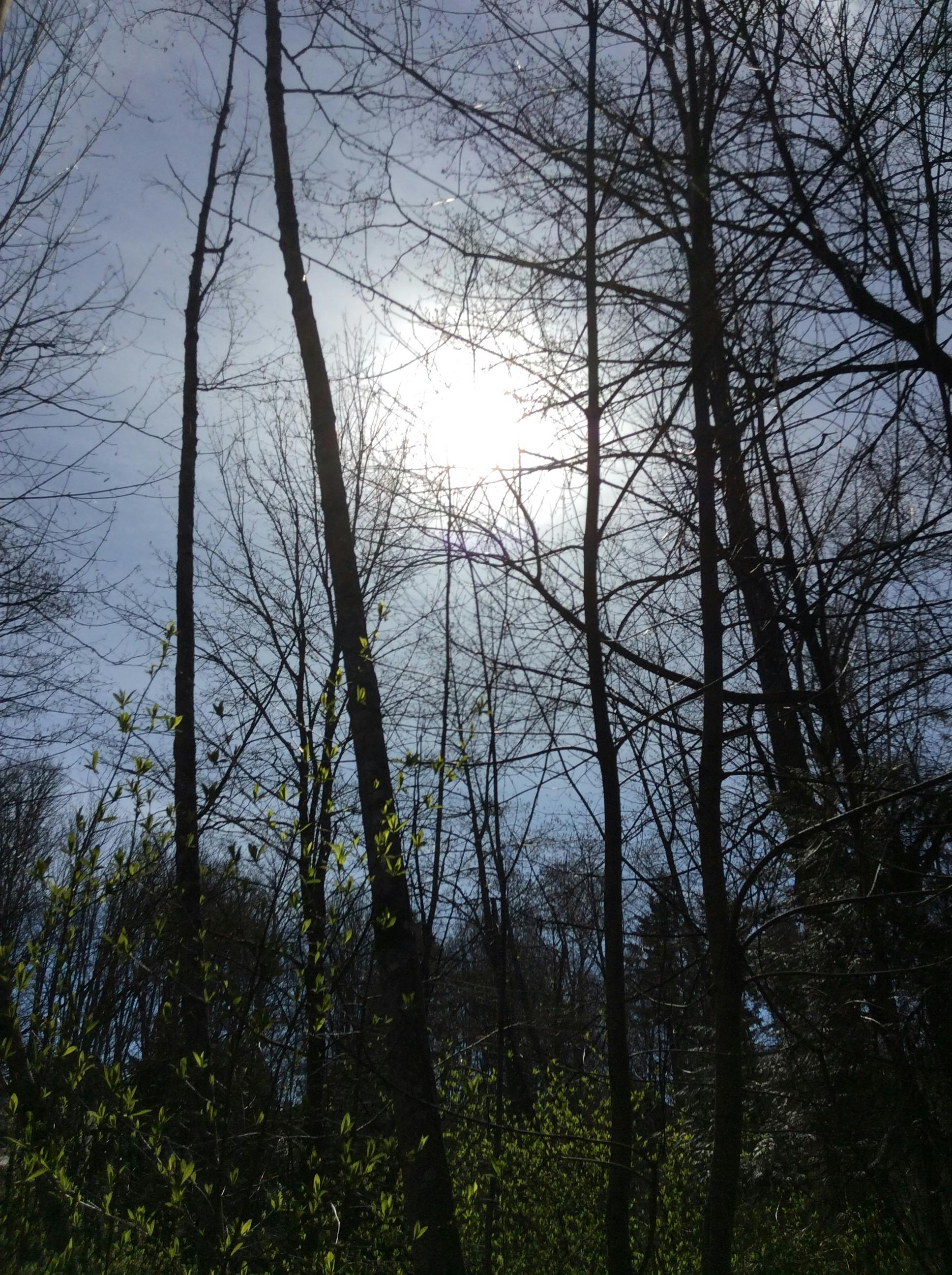 Environmental Stewardship