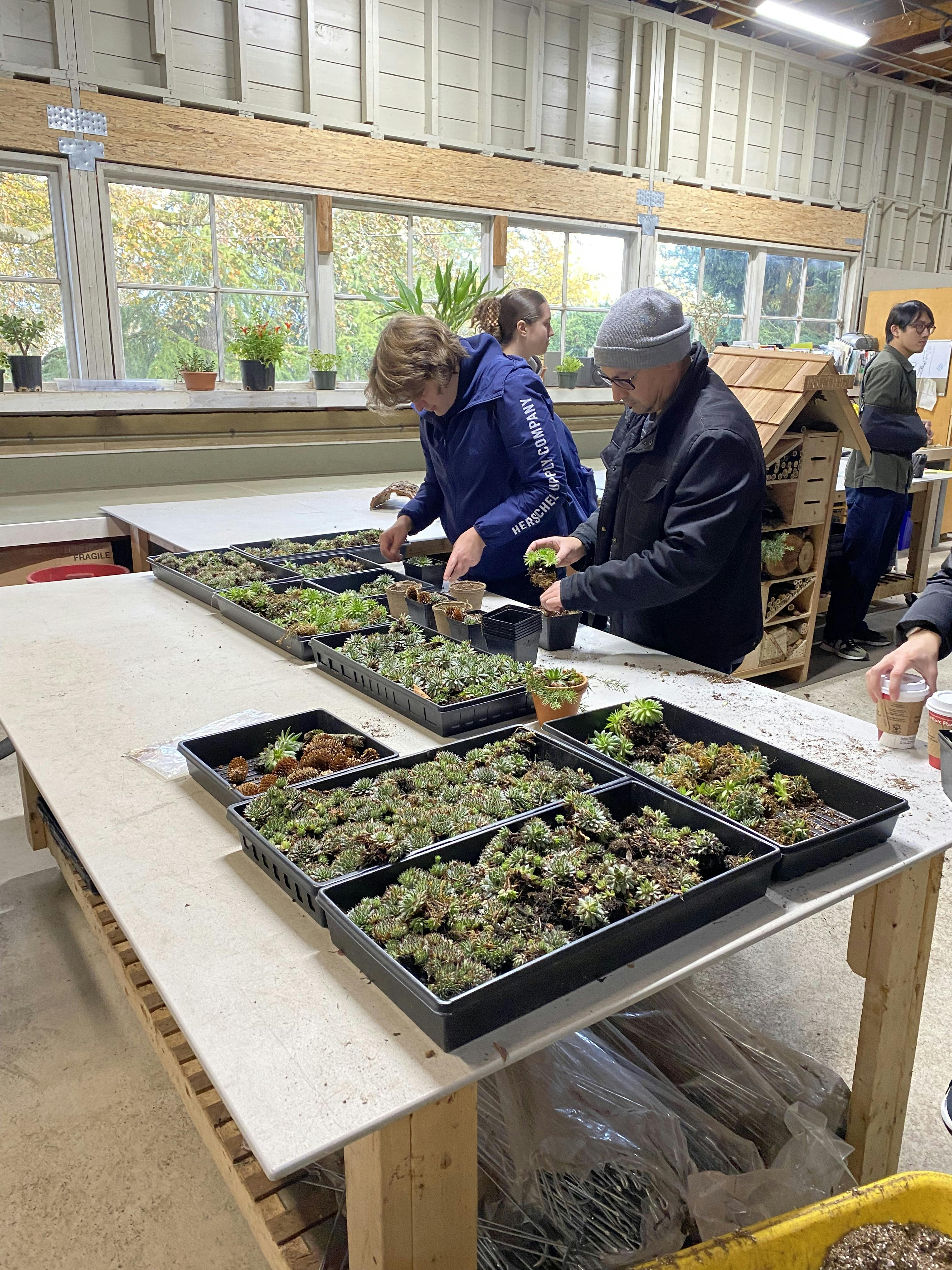 Community members choose plants to pot at the Nov. 19 drop-in engagement at the Queen's Park Greenhouse
