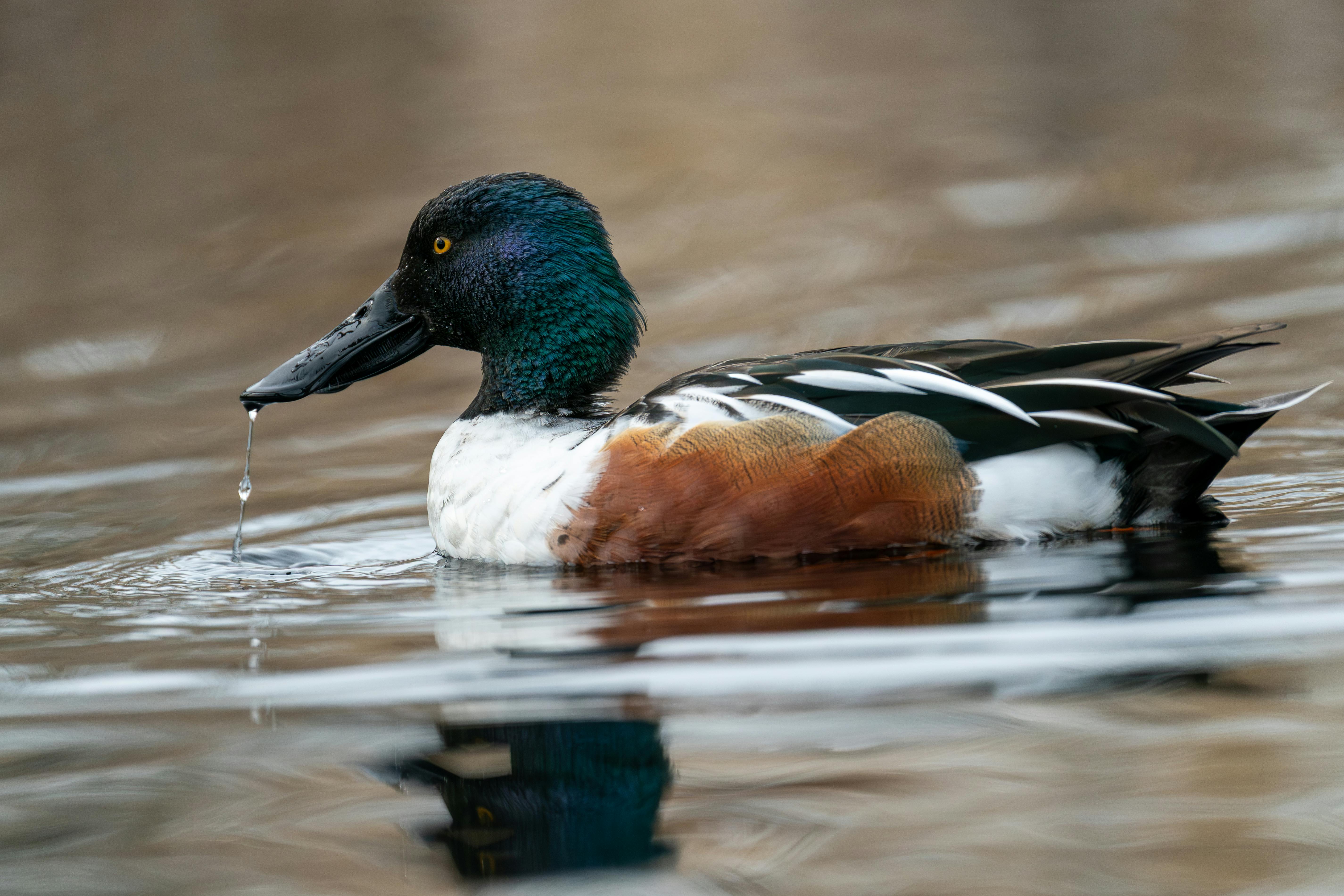 Varinder Gill - Adult