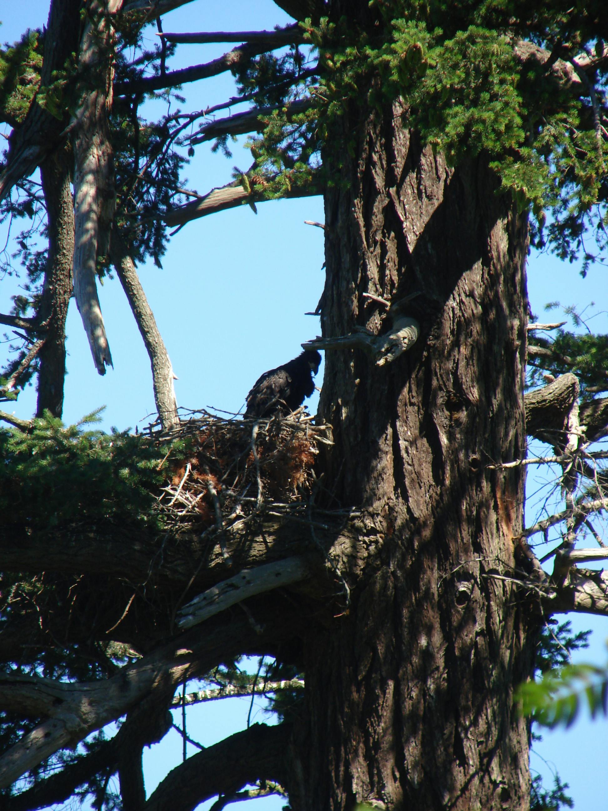 Bald Eagle Nest Tree Development Permit Areas apply to some slopes