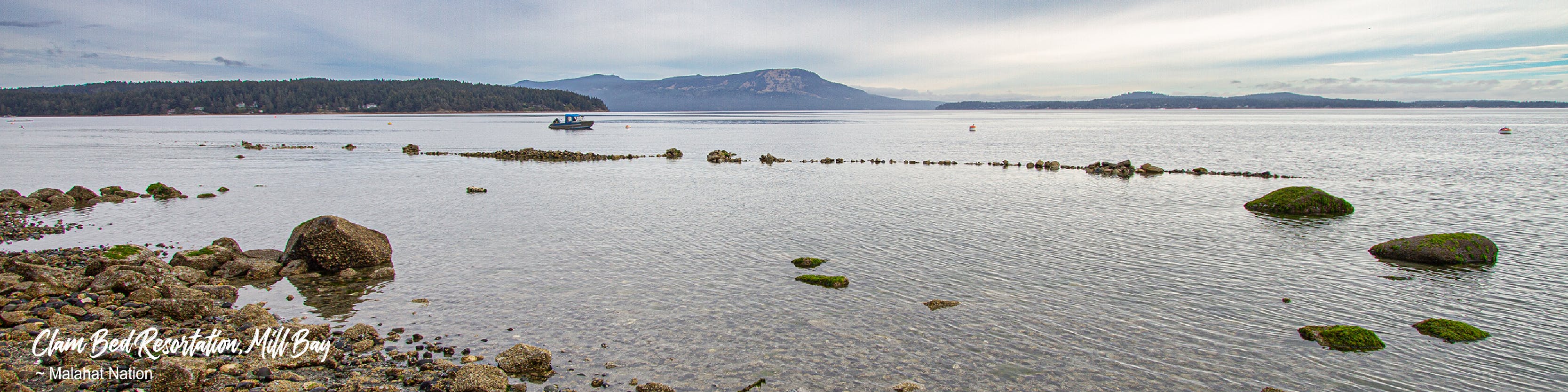 Clam Bed Restoration