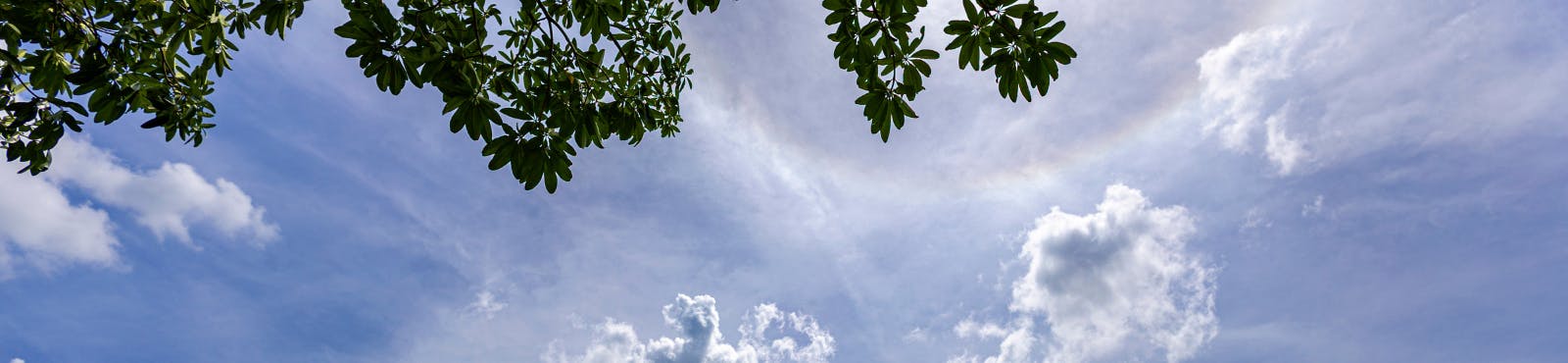 A picture of the sky and clouds with leaves hanging down.