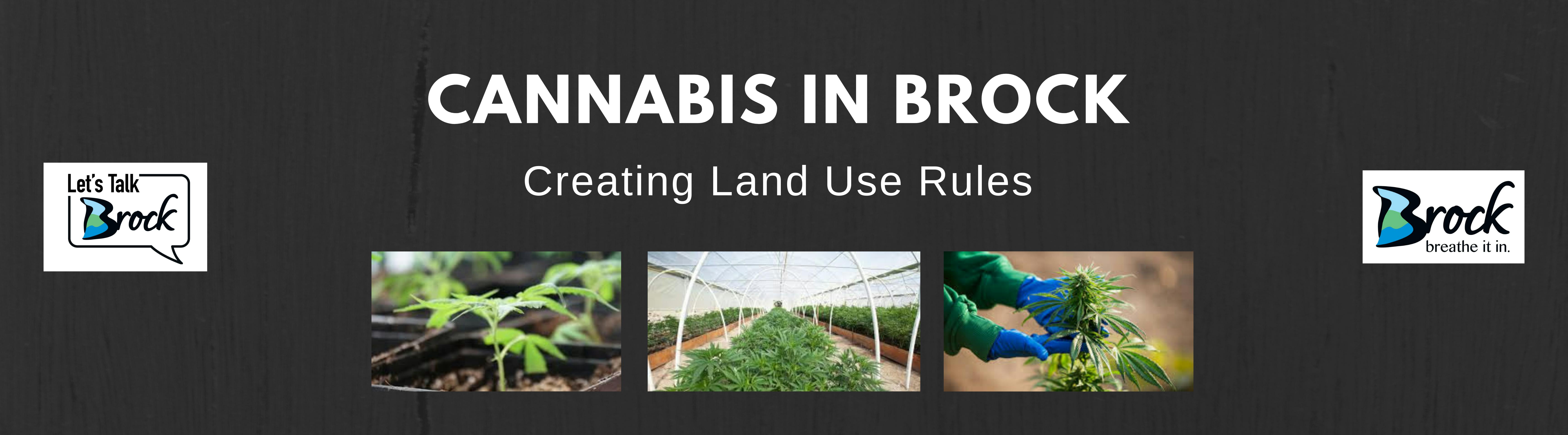 Image of Cannabis Plants, title and Brock logo