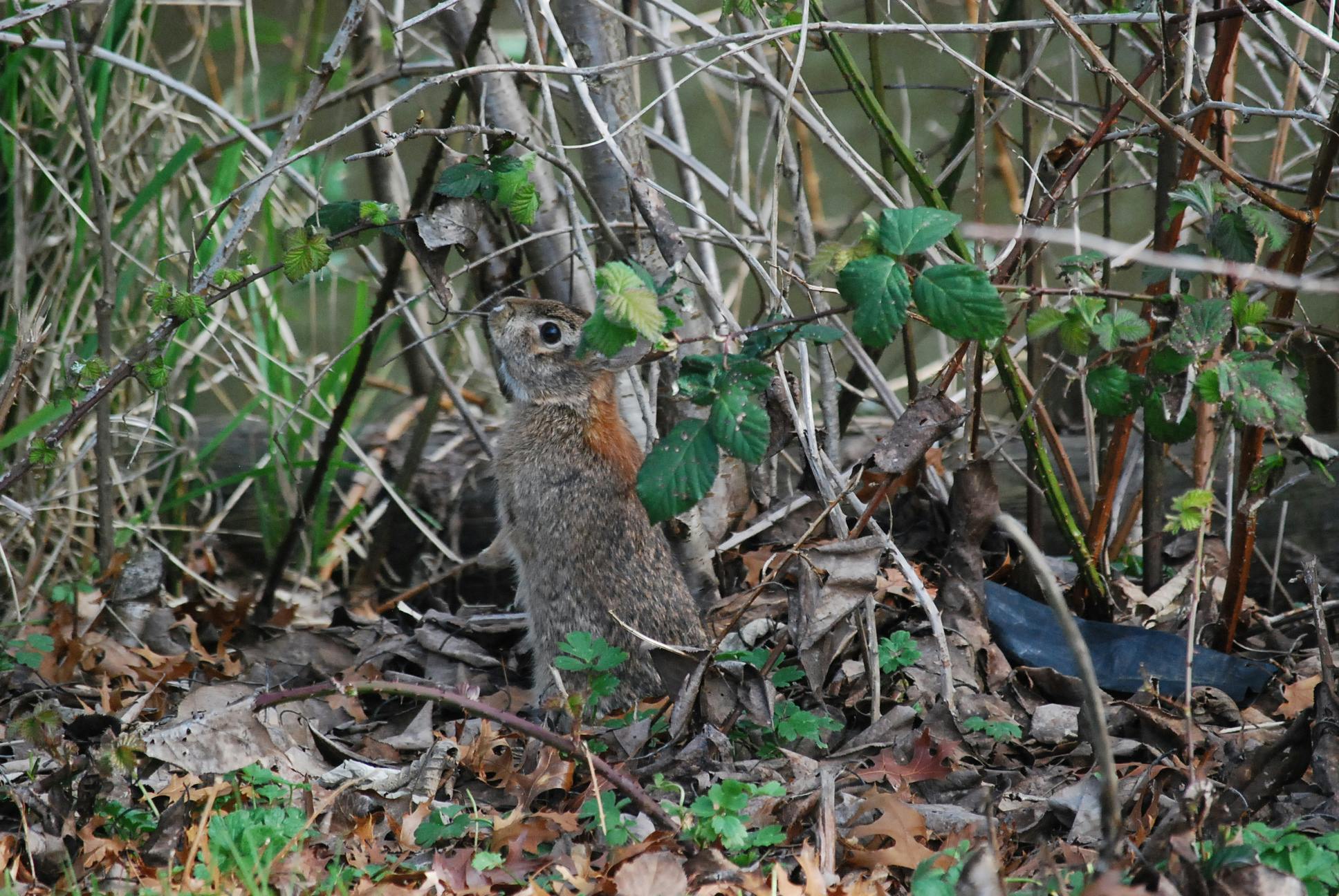 Malory Jacobs - Youth