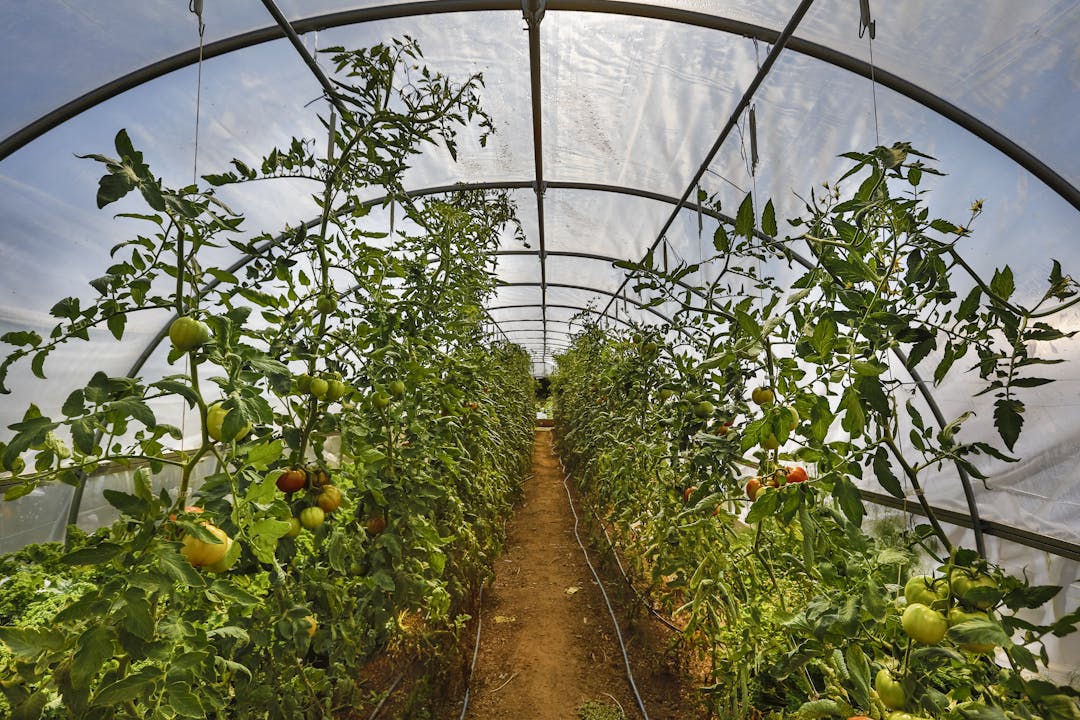 Wide perspective of ripening tomato plants on the vine inside a greenhouse