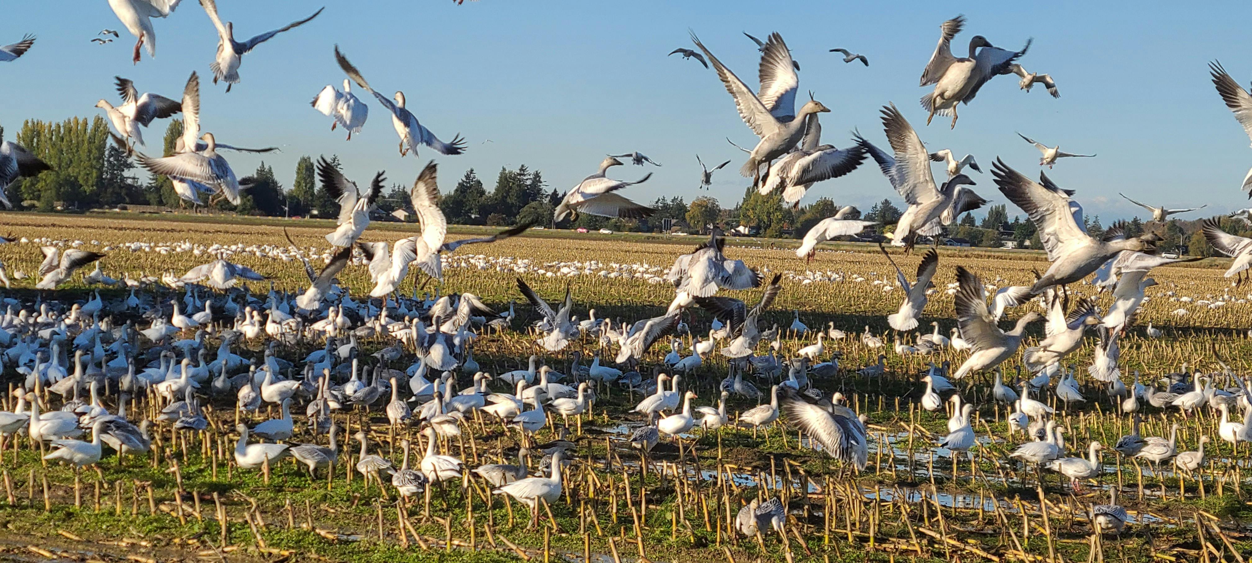 Snow Geese are back