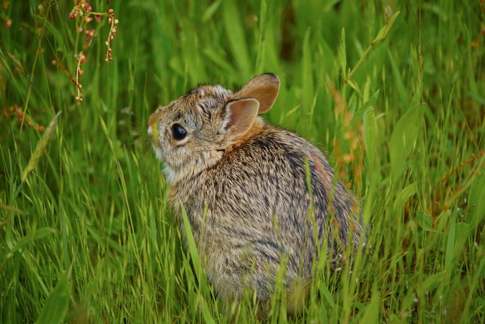 Isabelle Hulyd - Youth