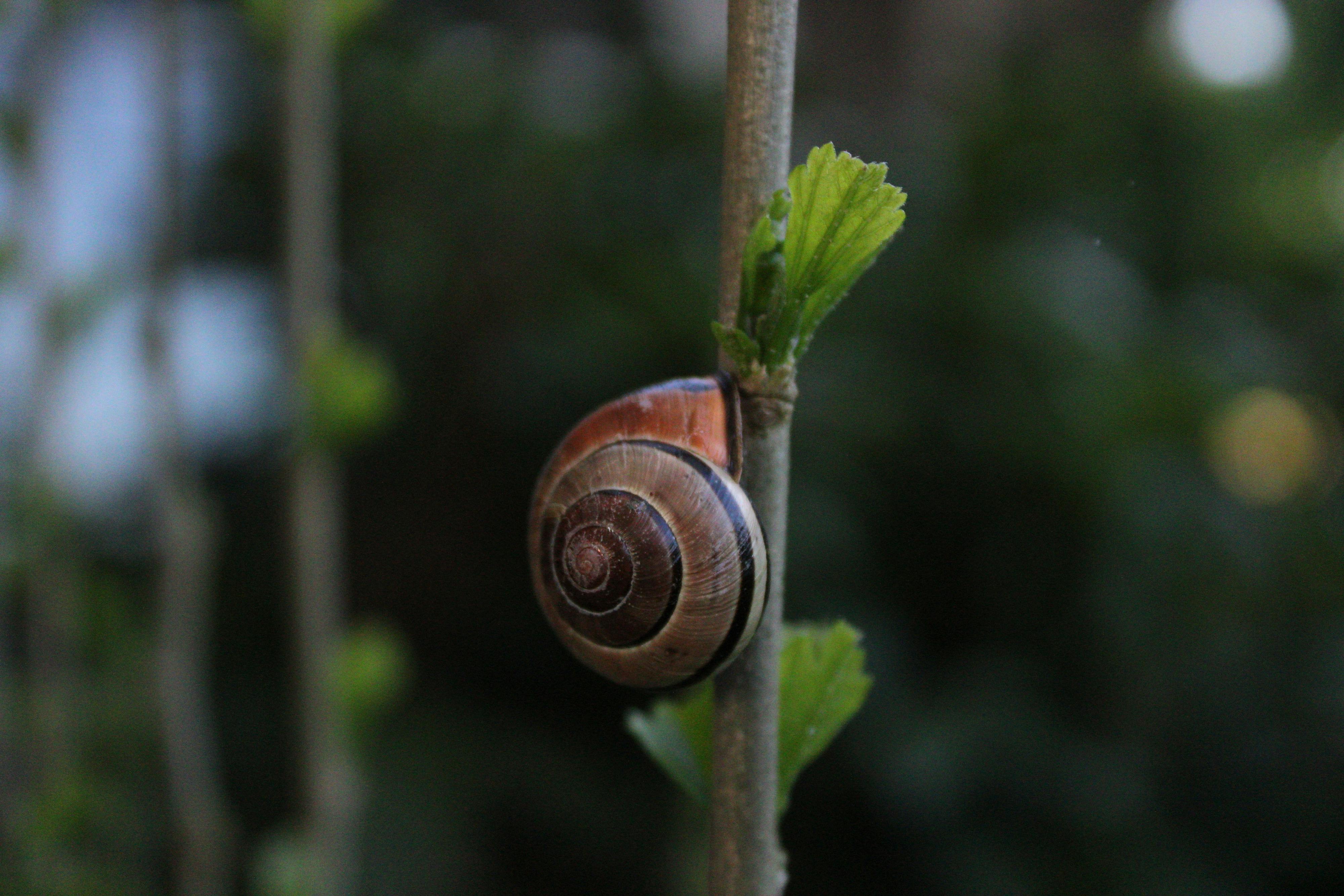 Brooke Hauser - Adult