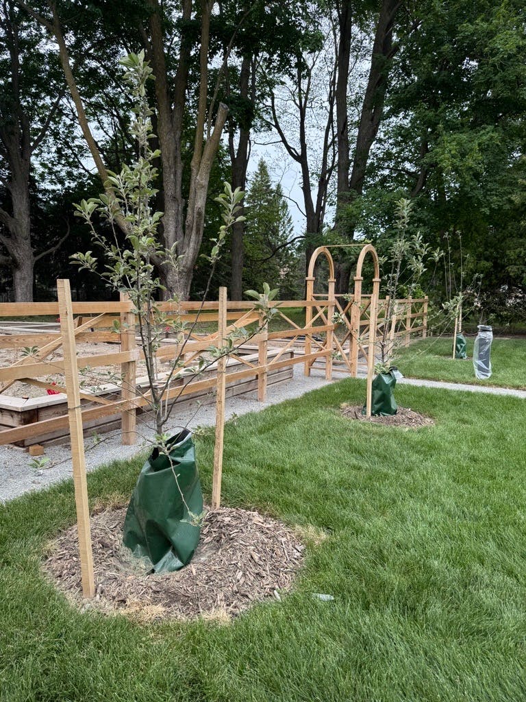 New trees planted next to the Glass Hall greenhouse conservatory