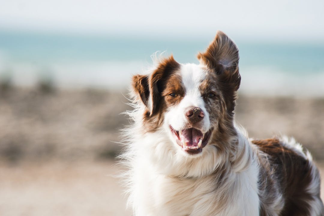 Dog with one ear up, one down, photo by Pauline Loroy