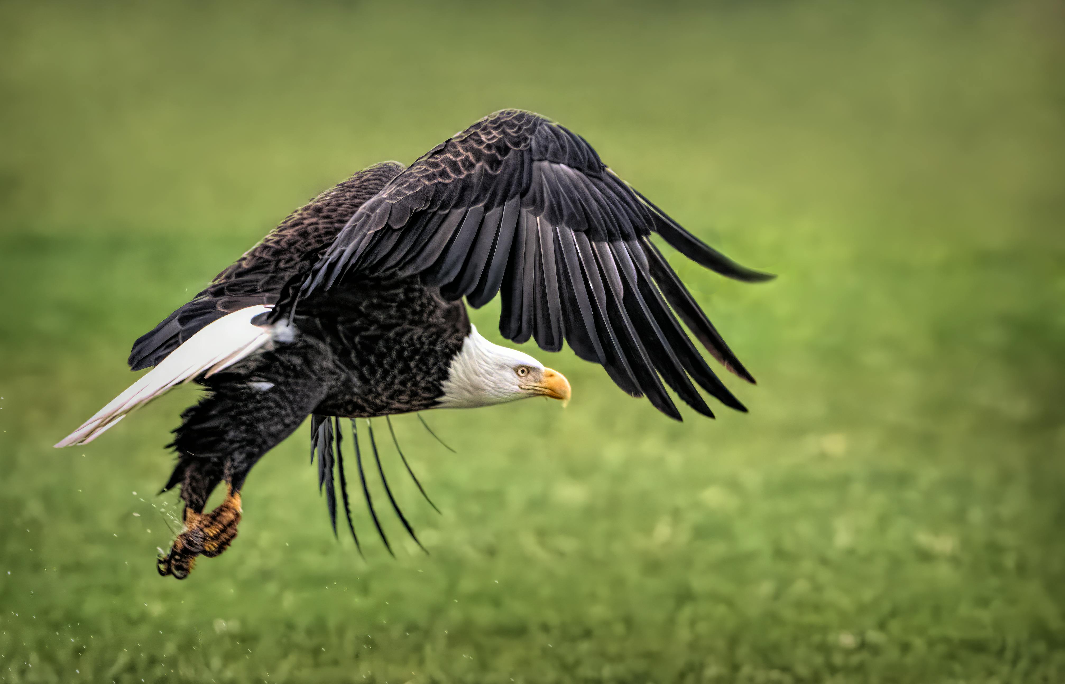 John Barclay - Adult