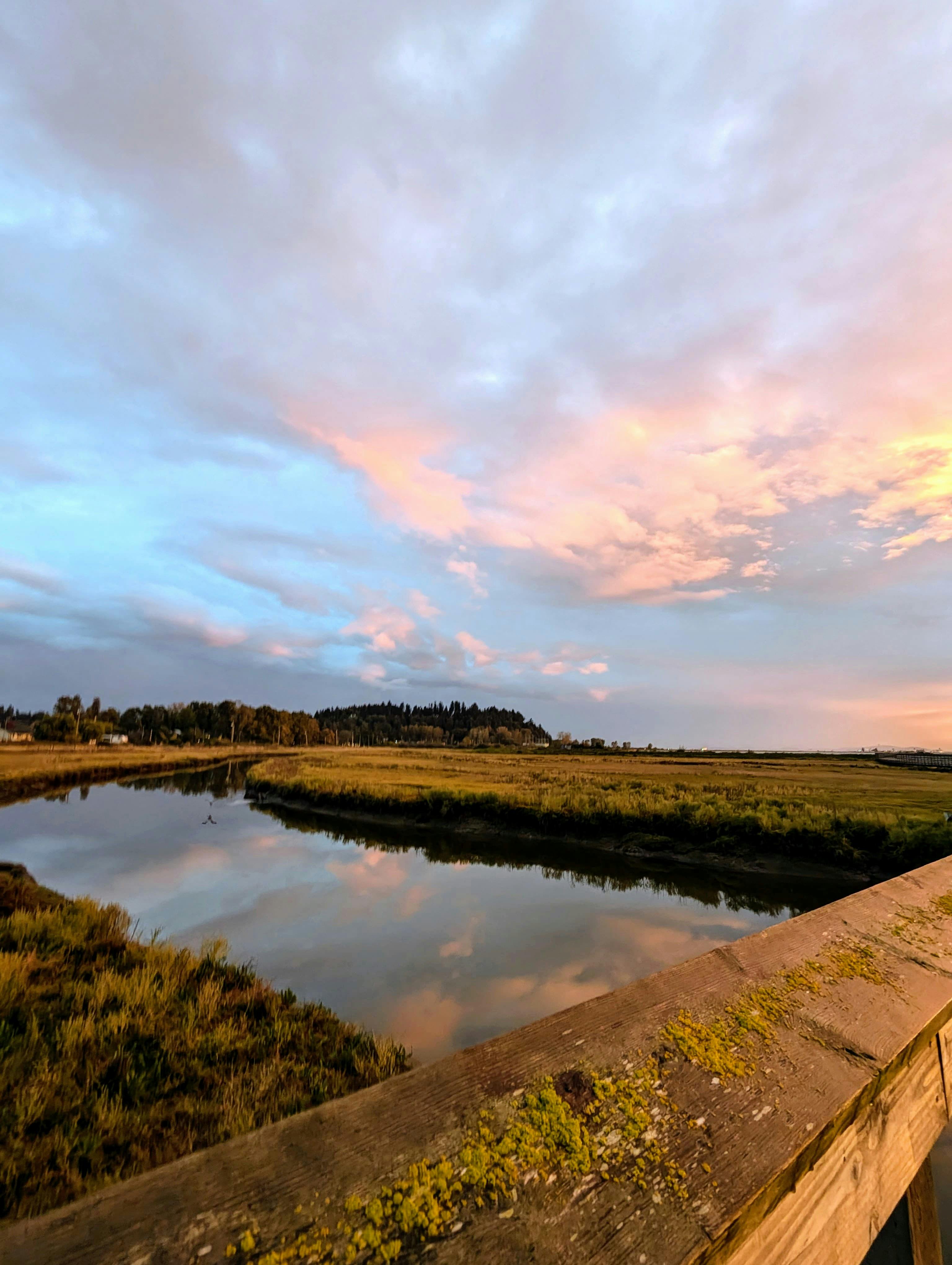 Claribel Corbilla - Adult