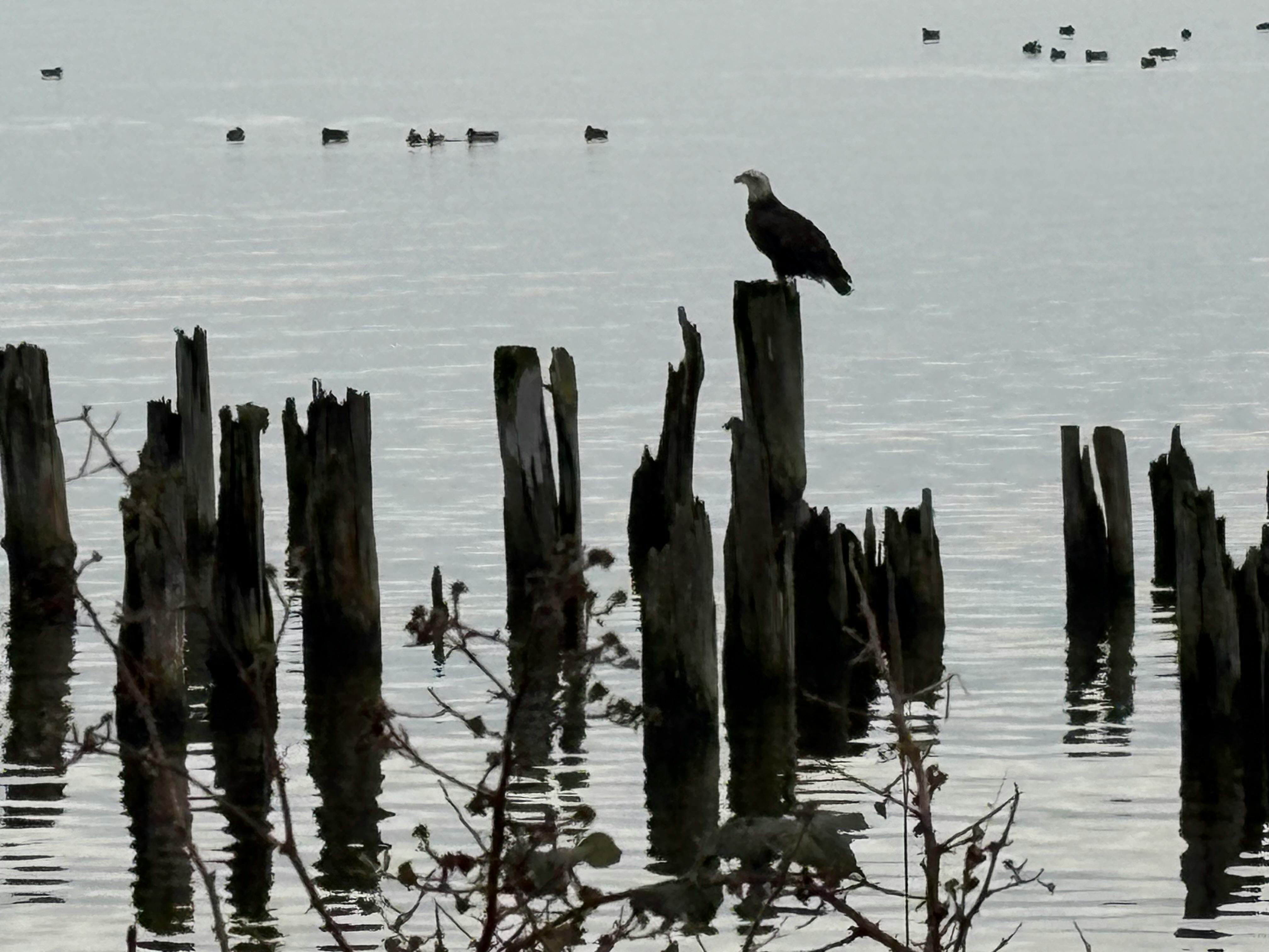 Heather Larke - Adult