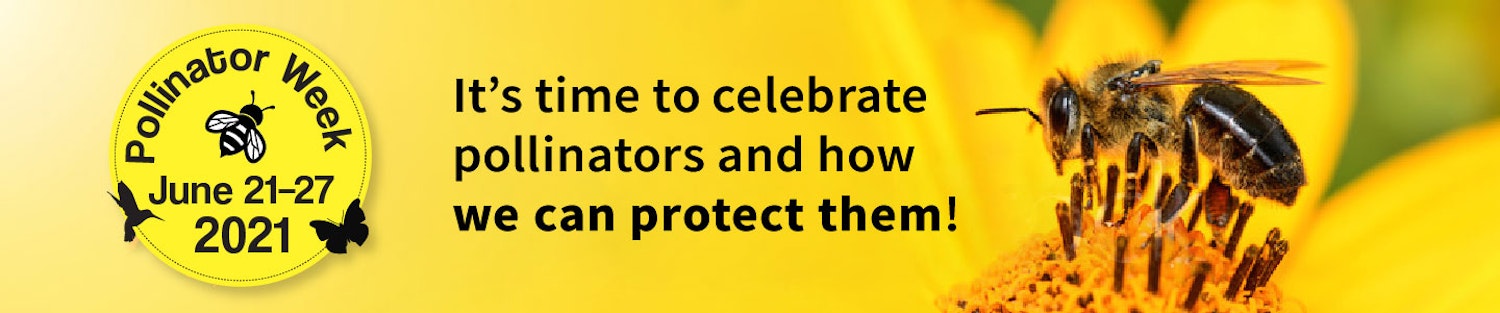 project banner