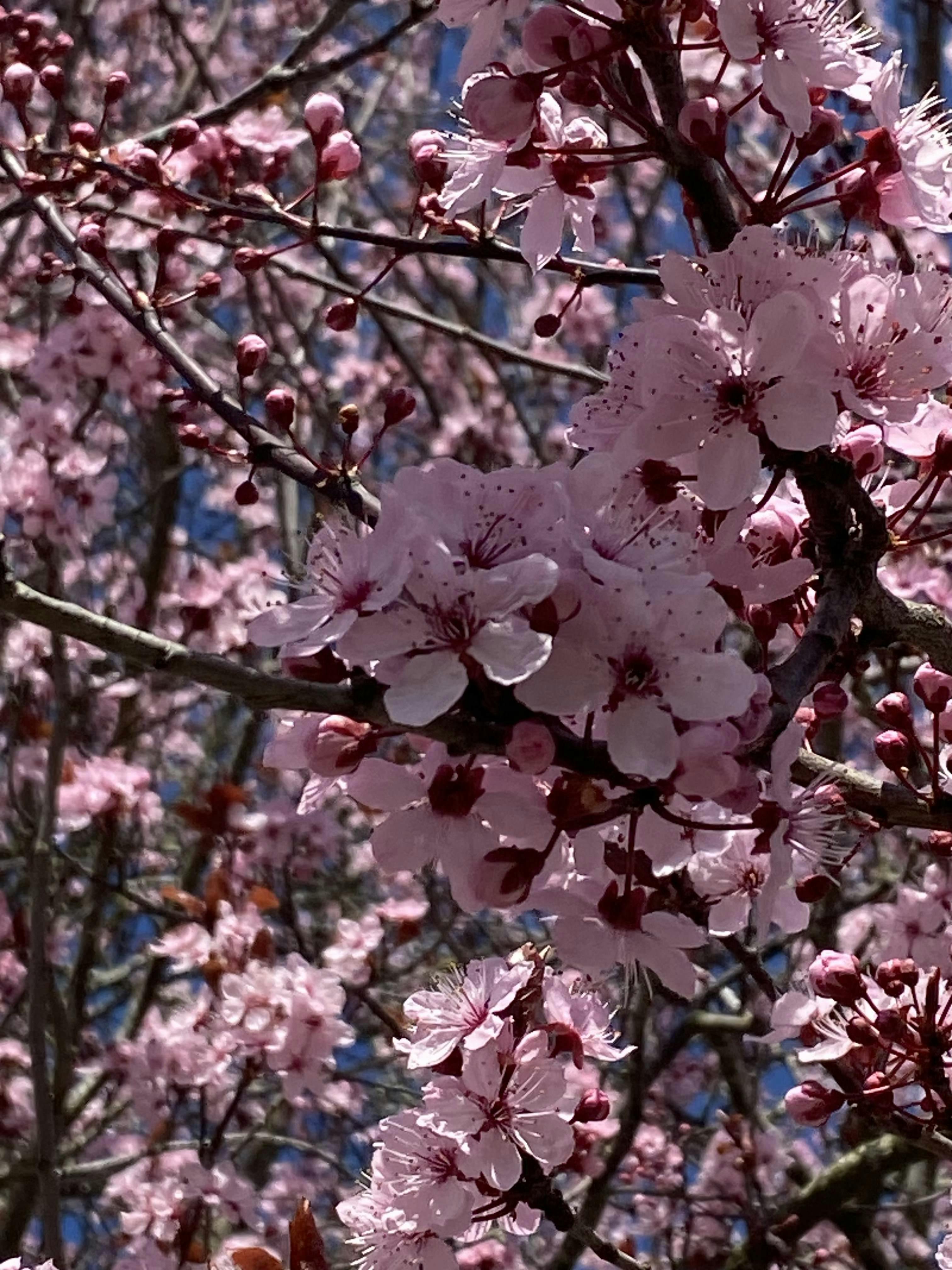 Let's Keep Our Sakura Trees Blossoming