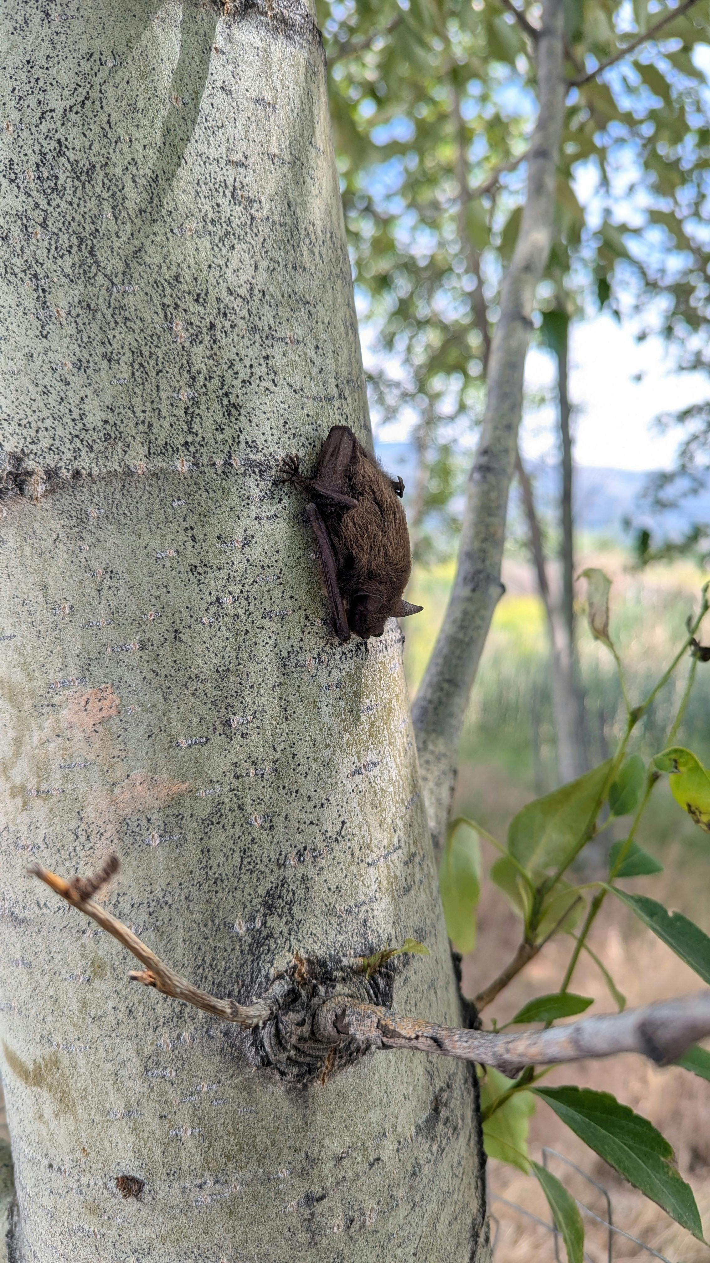 Bat on cottonwood tree_Photo by G Almendros.jpg