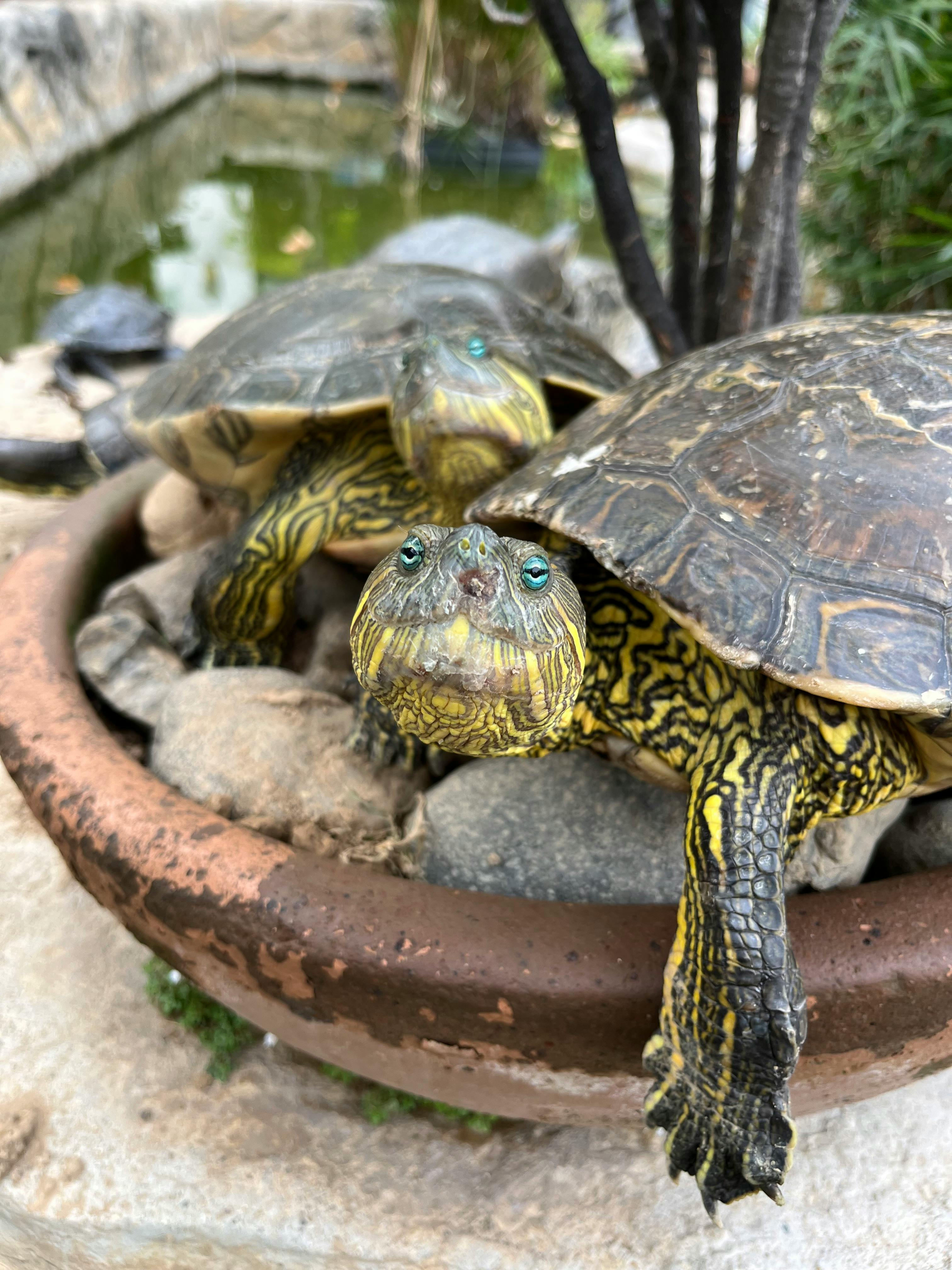 Massimo Sabatini - Adult