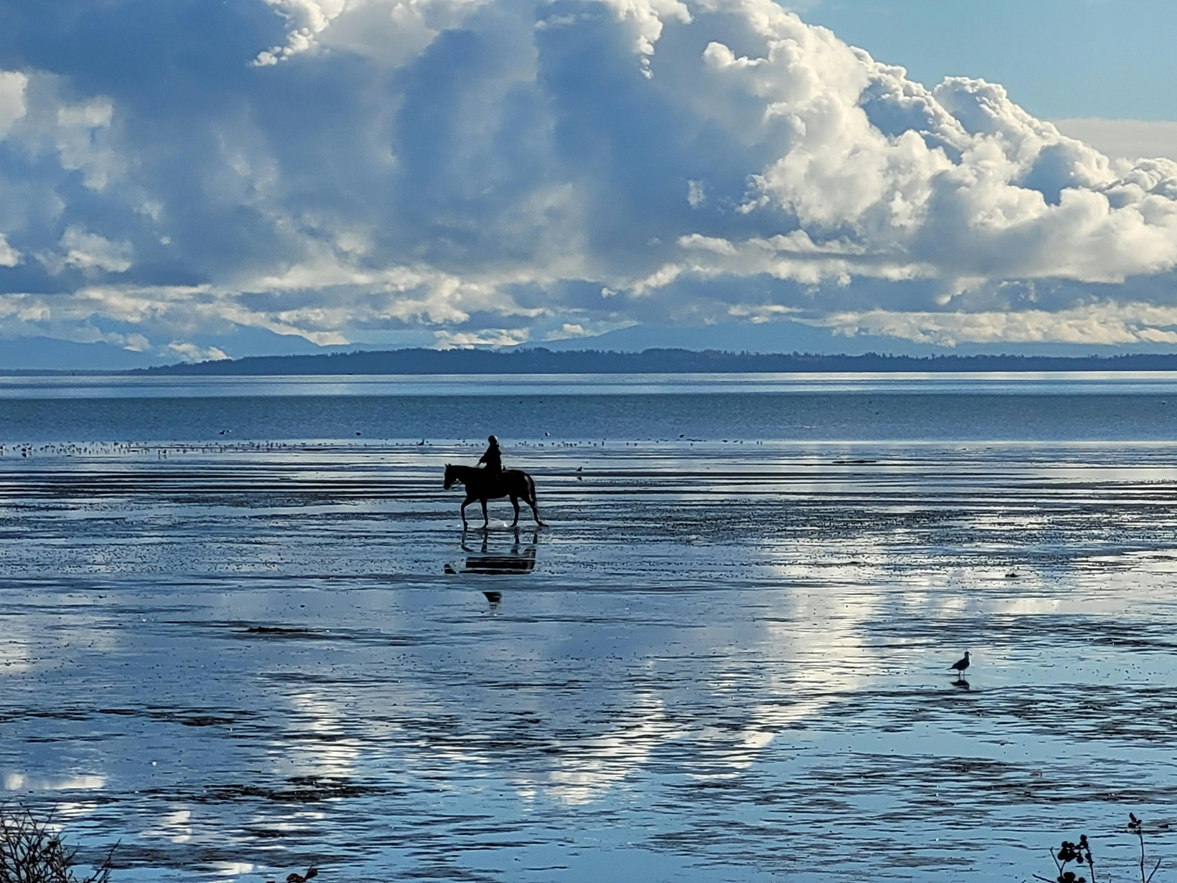 Horse Rider at Mud Bay During Low Tide 