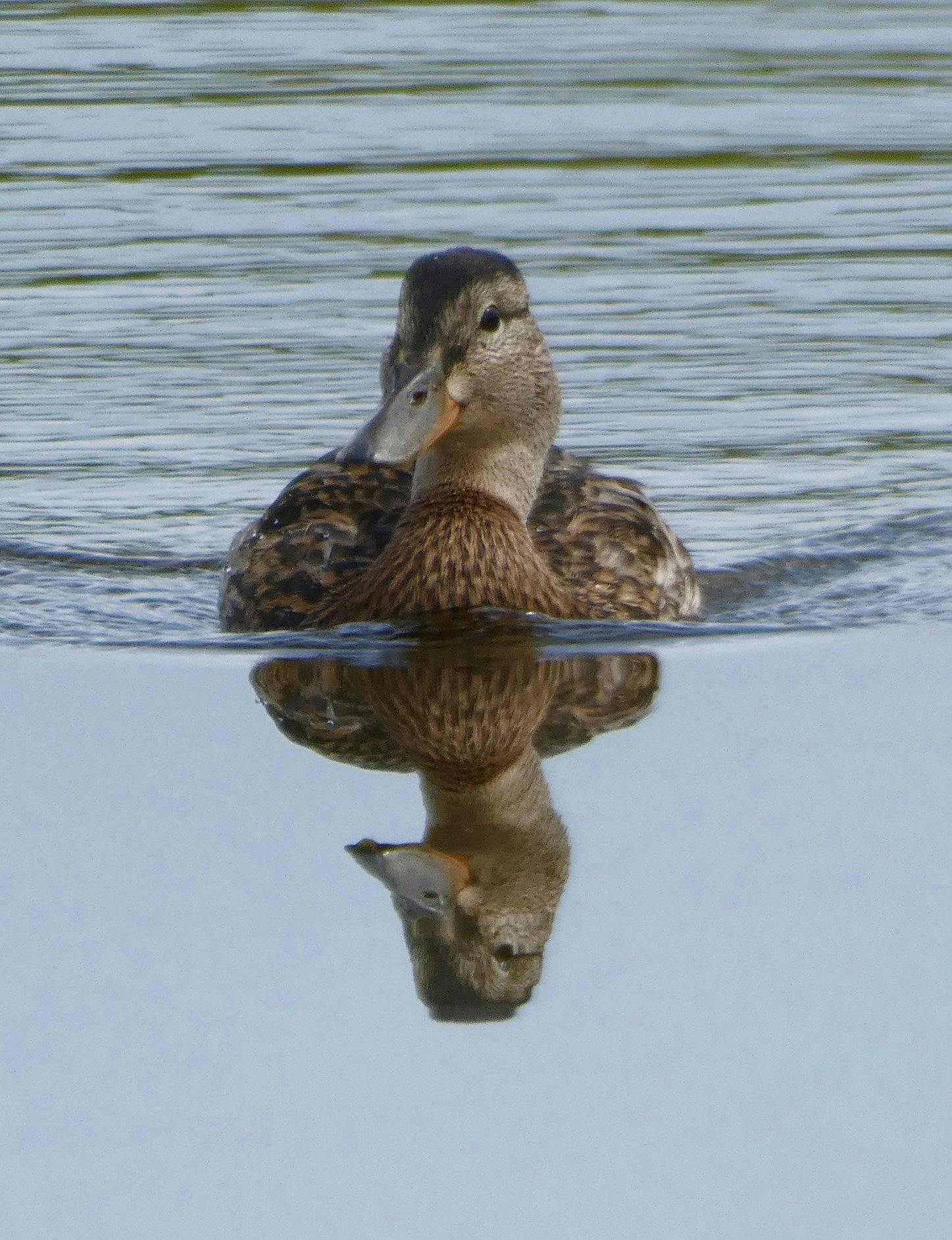 Janine Starink - Adult