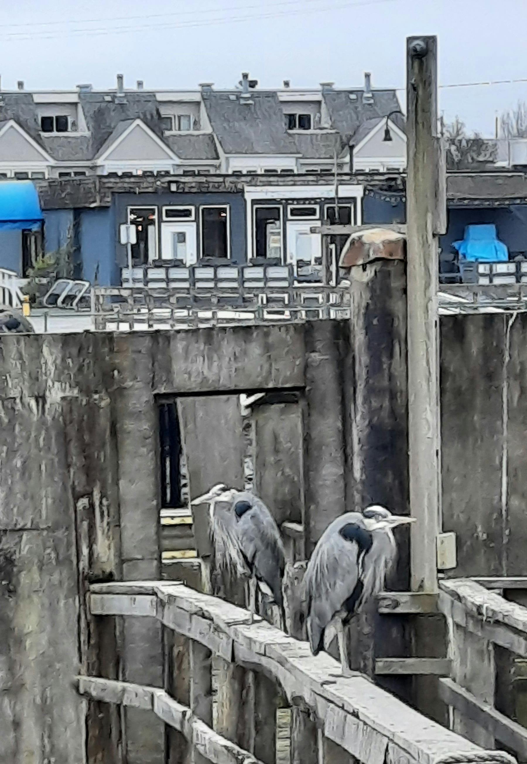 Herons On the Lookout