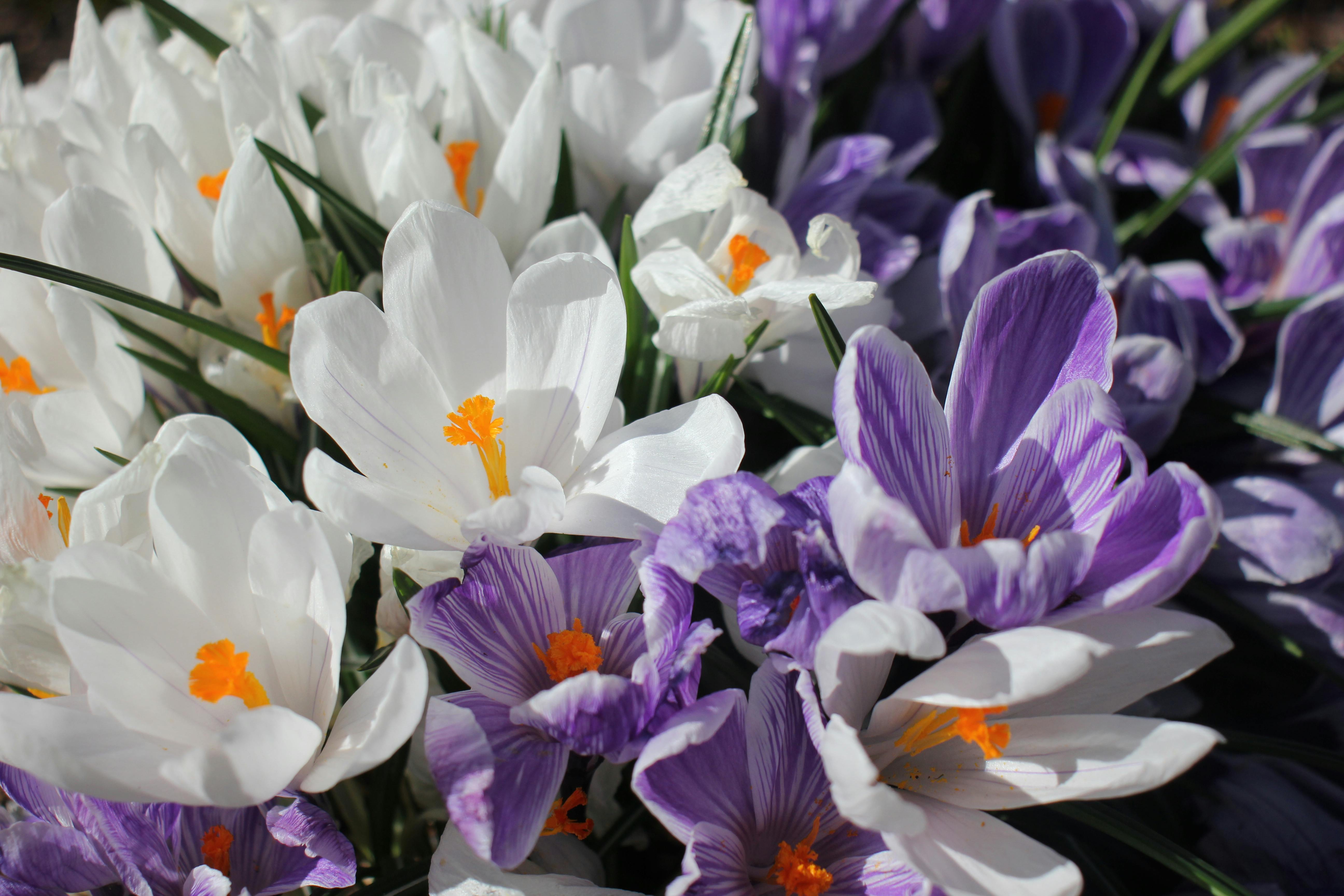 Seaquam Secondary Garden