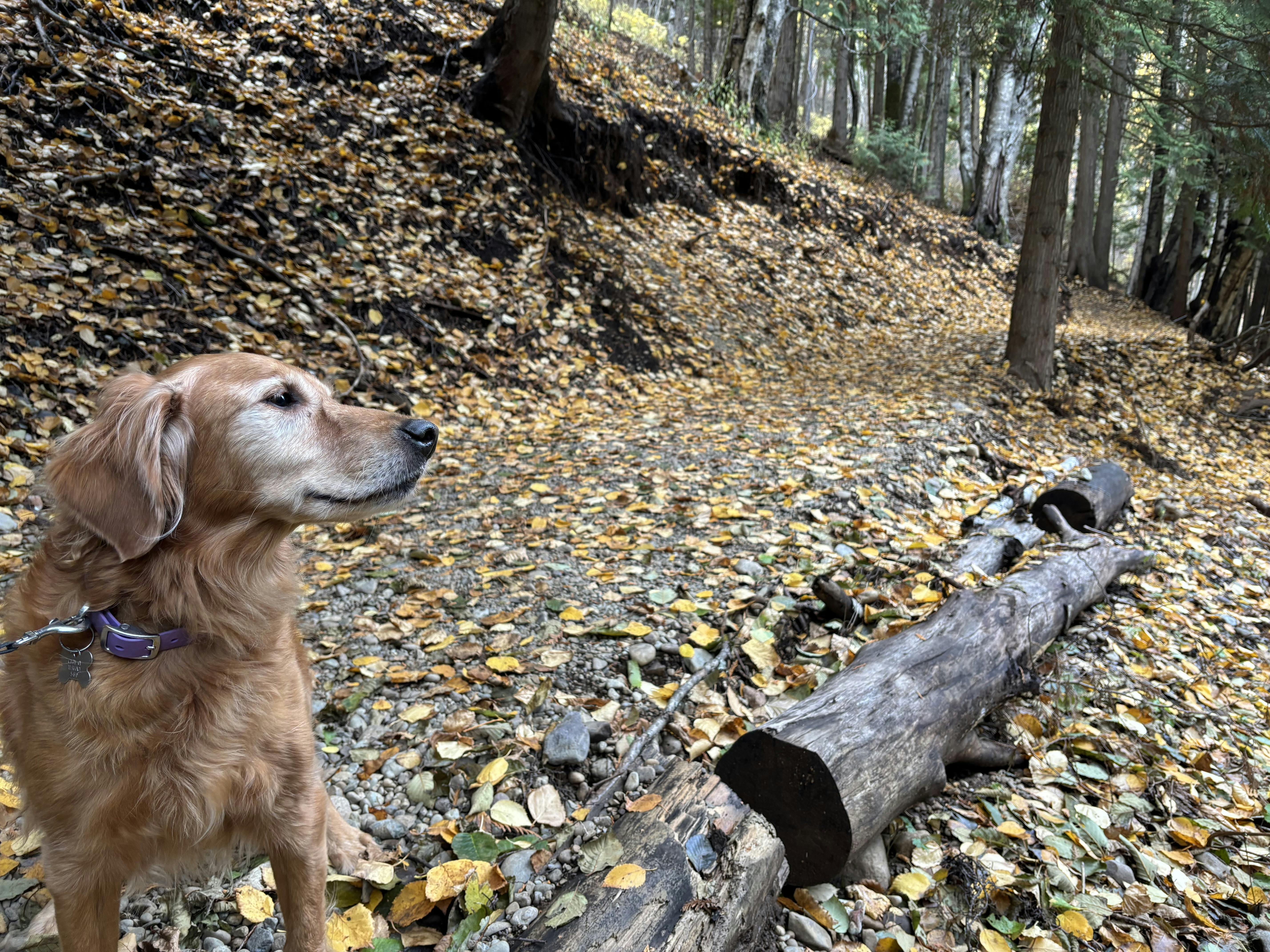 New Viewpoint Trail entrance
